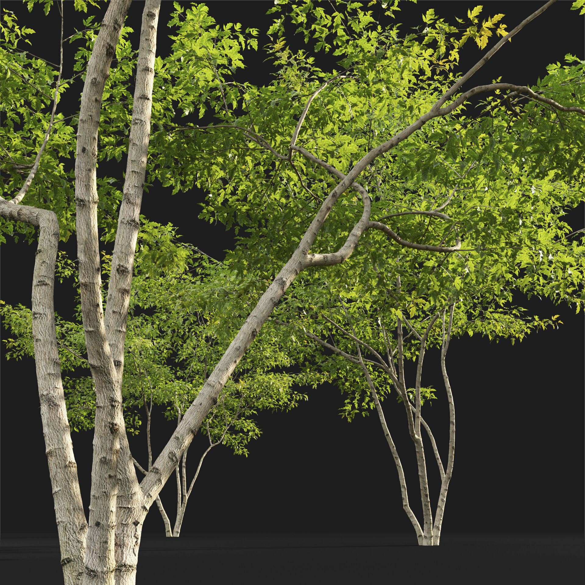 Acer Ginnala 7 3D model_6