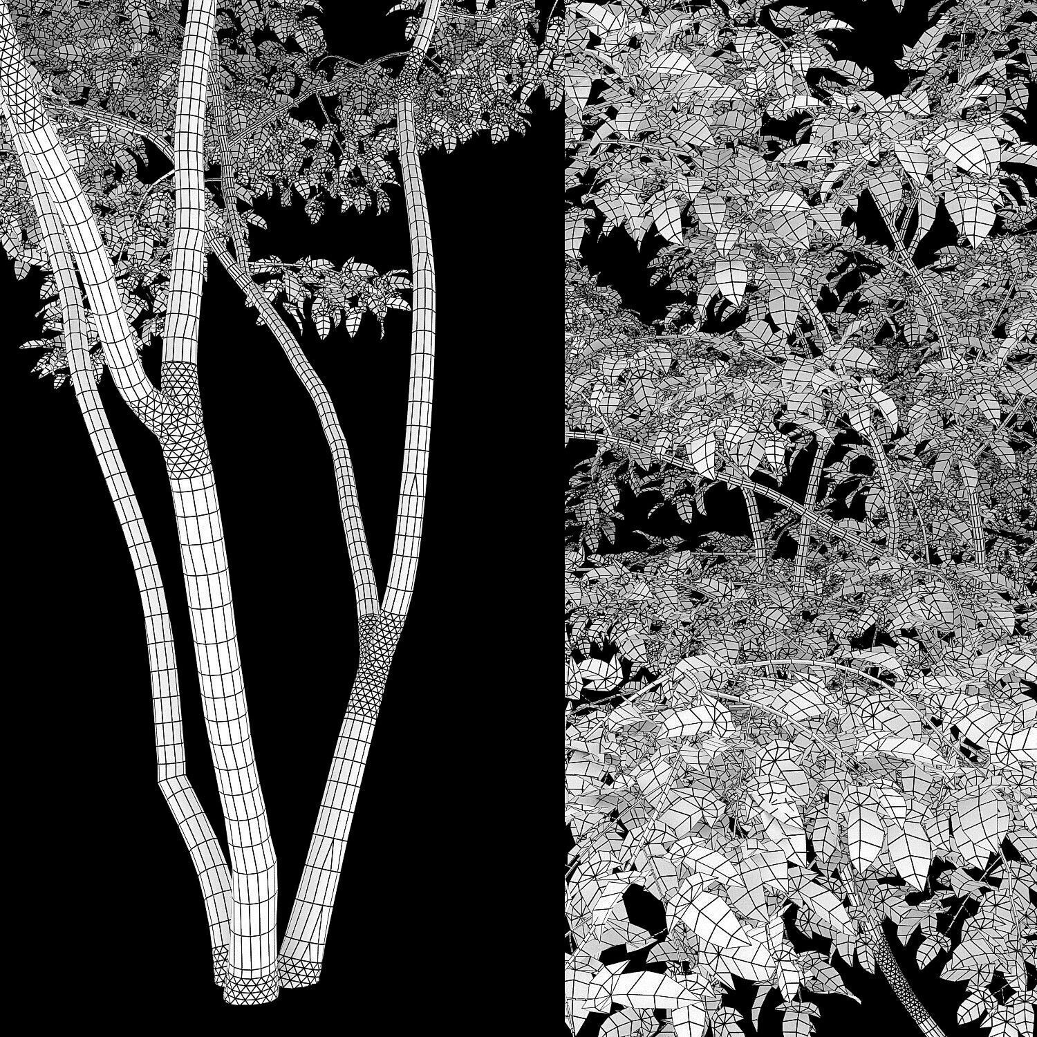 Acer Ginnala 7 3D model_7