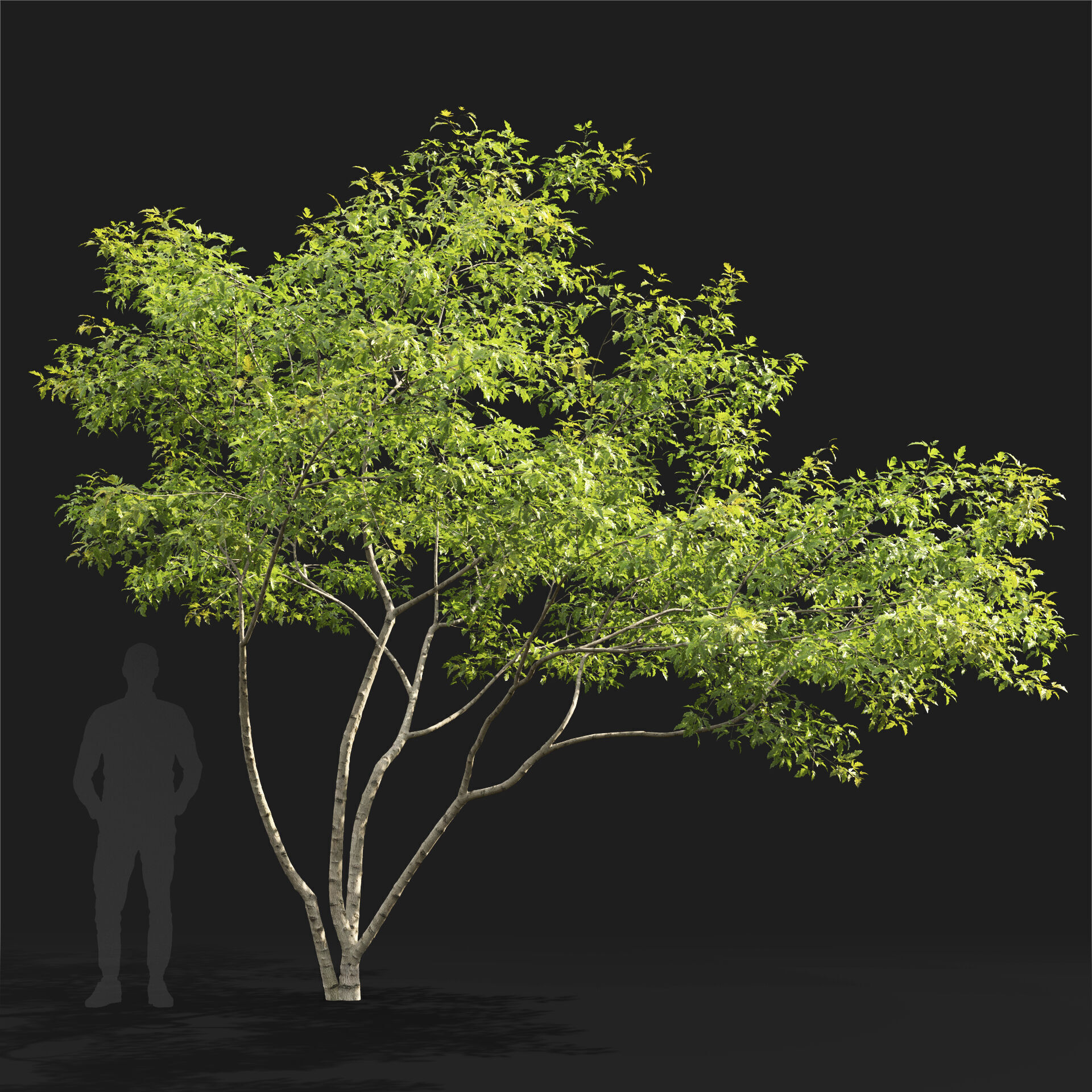 Acer Ginnala 7 3D model_4
