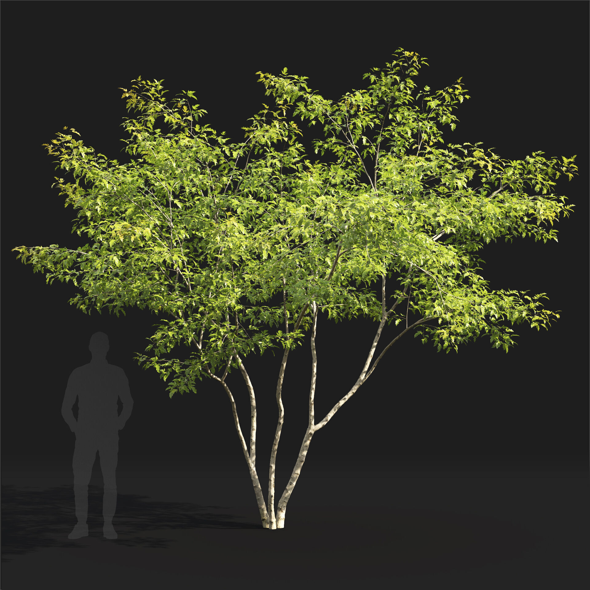 Acer Ginnala 7 3D model_5