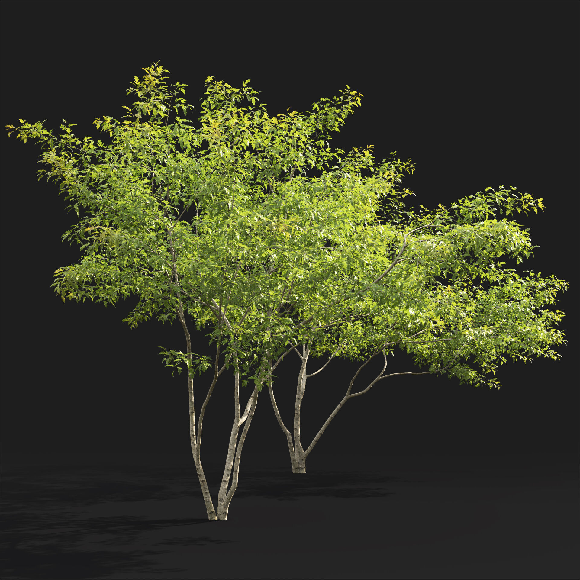 Acer Ginnala 7 3D model_1