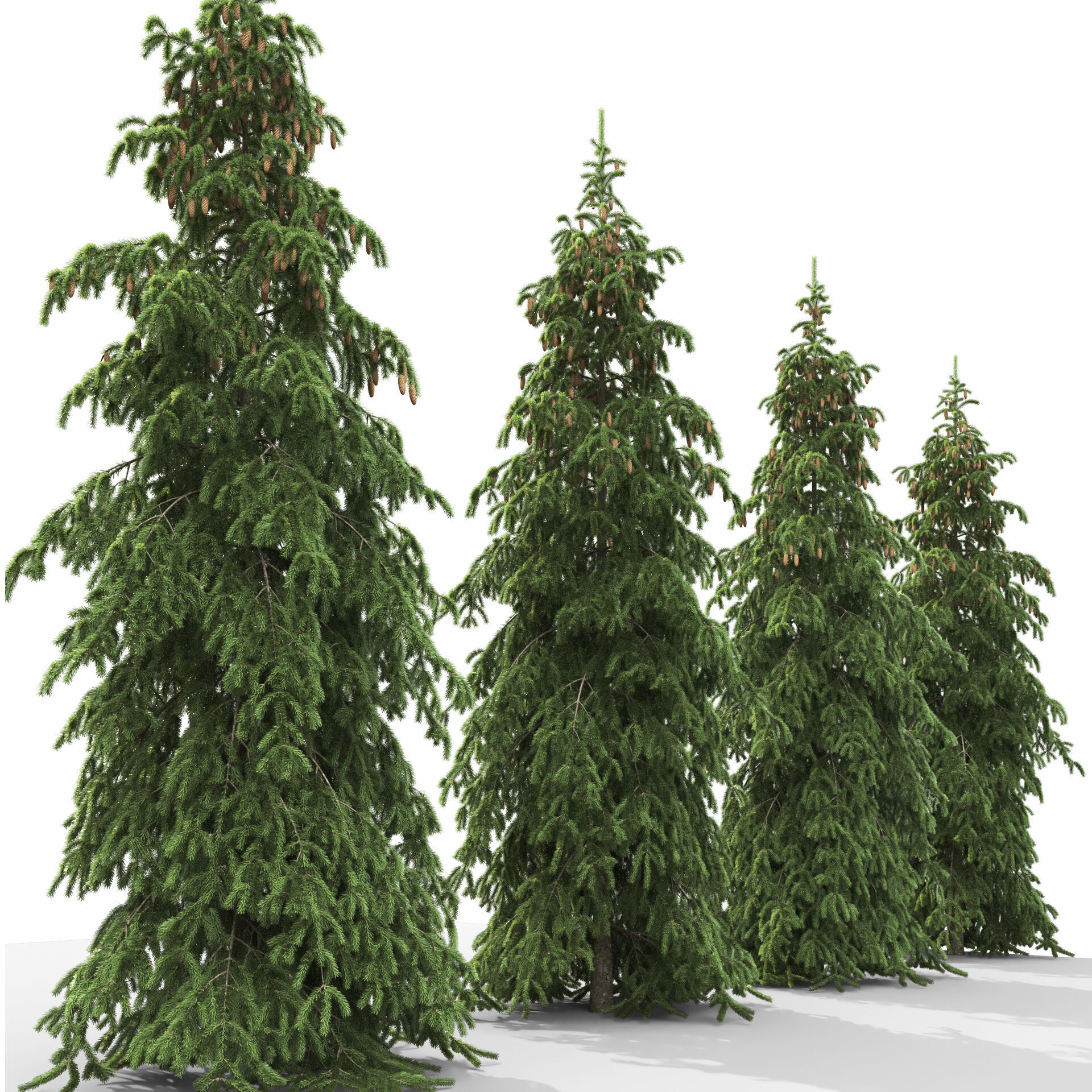 Picea Abies Pendula 1 3D model_1