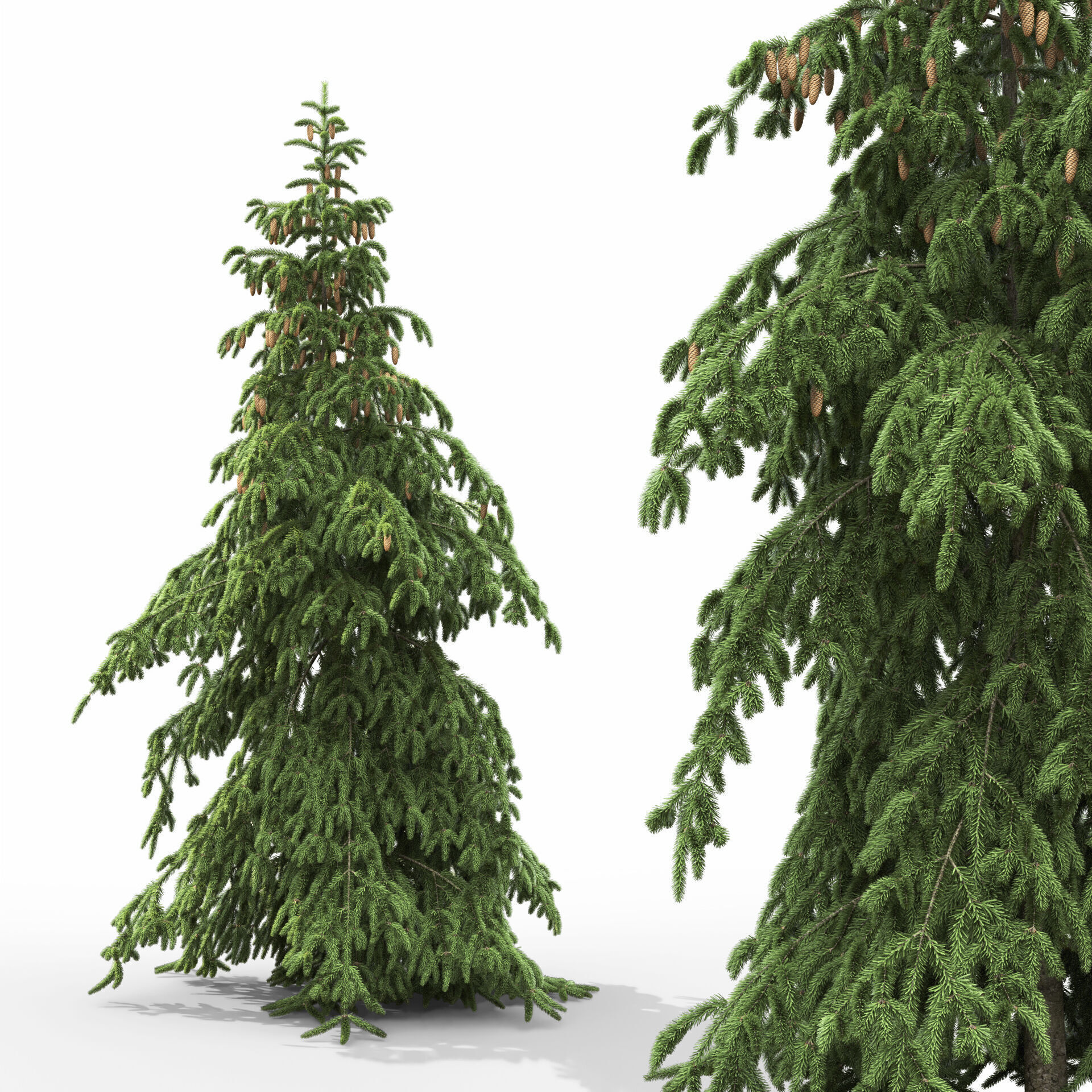 Picea Abies Pendula 1 3D model_3