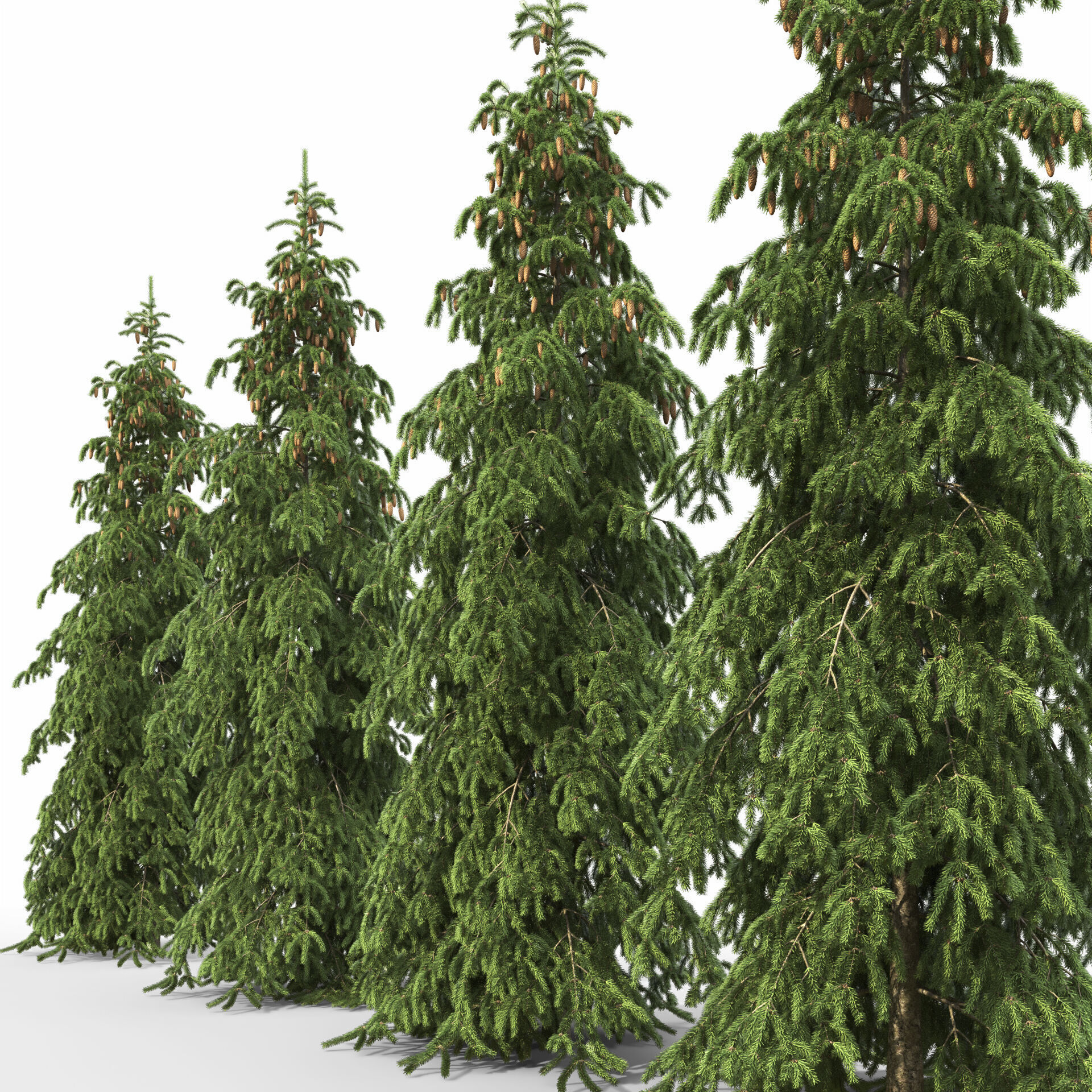 Picea Abies Pendula 1 3D model_2
