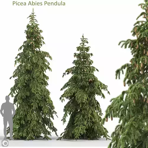Picea Abies Pendula 1