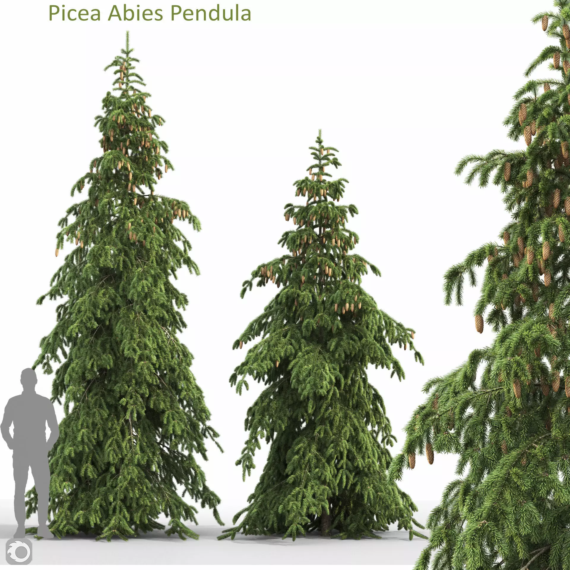 Picea Abies Pendula 1 3D model_0