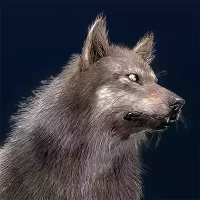  Eurasian Wolf 3D model