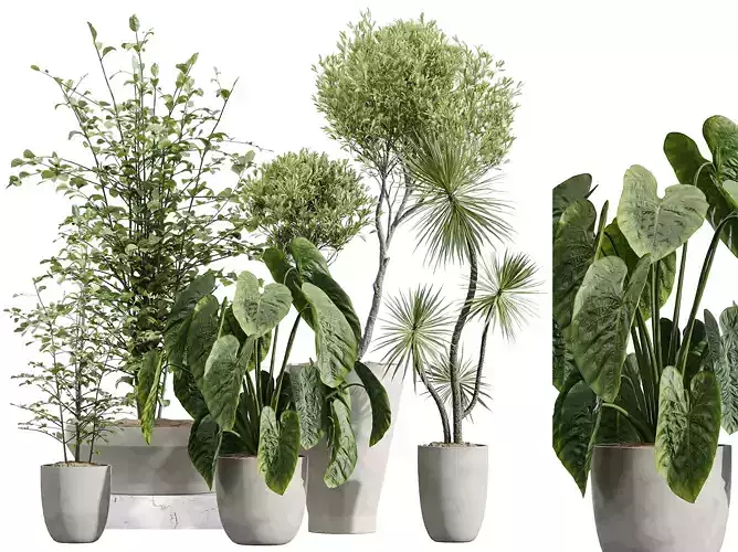 AV Indoor Plants Set 226 Olive Palm Alocasia Jardin