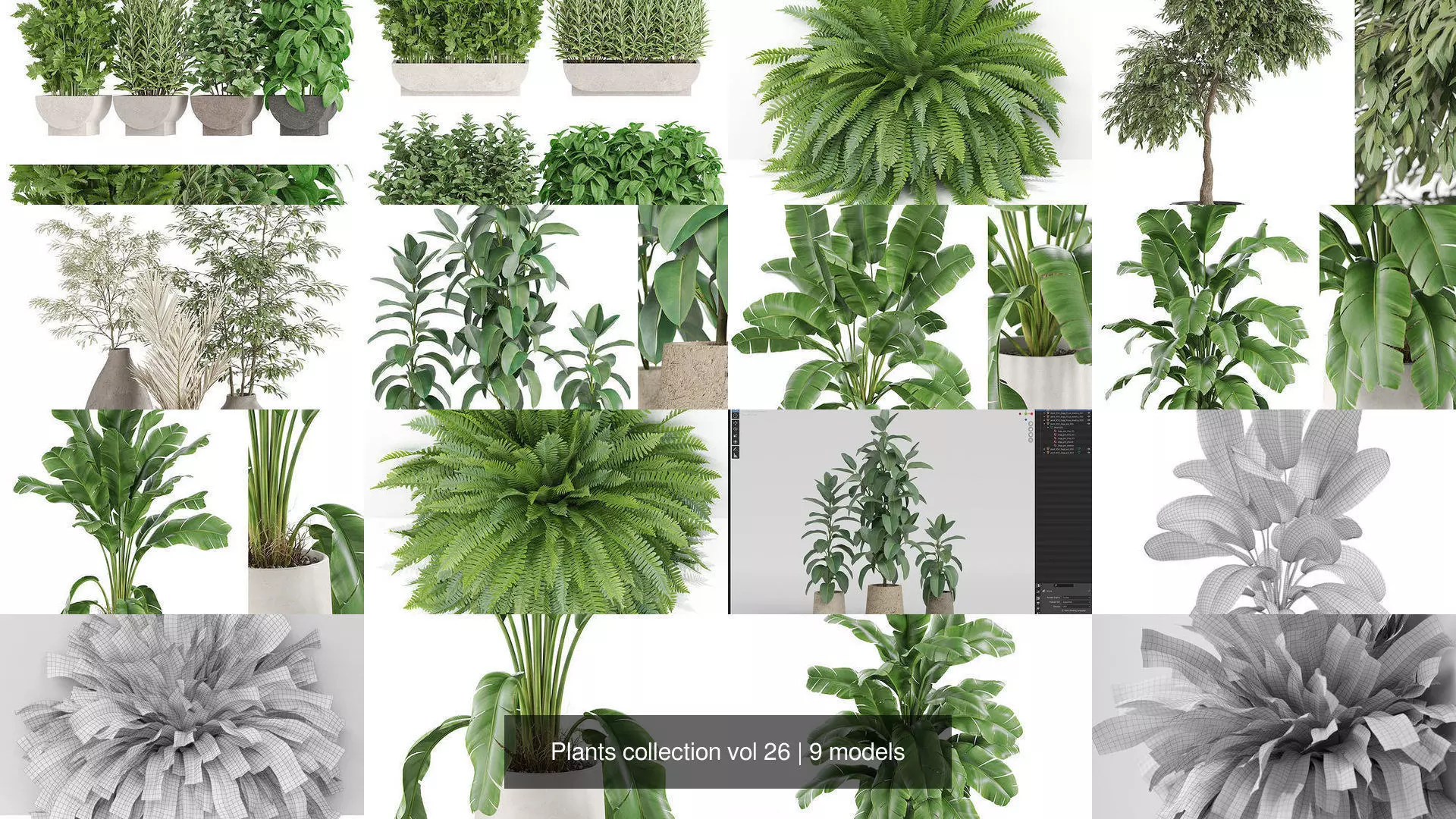 Plants collection vol 26 _1