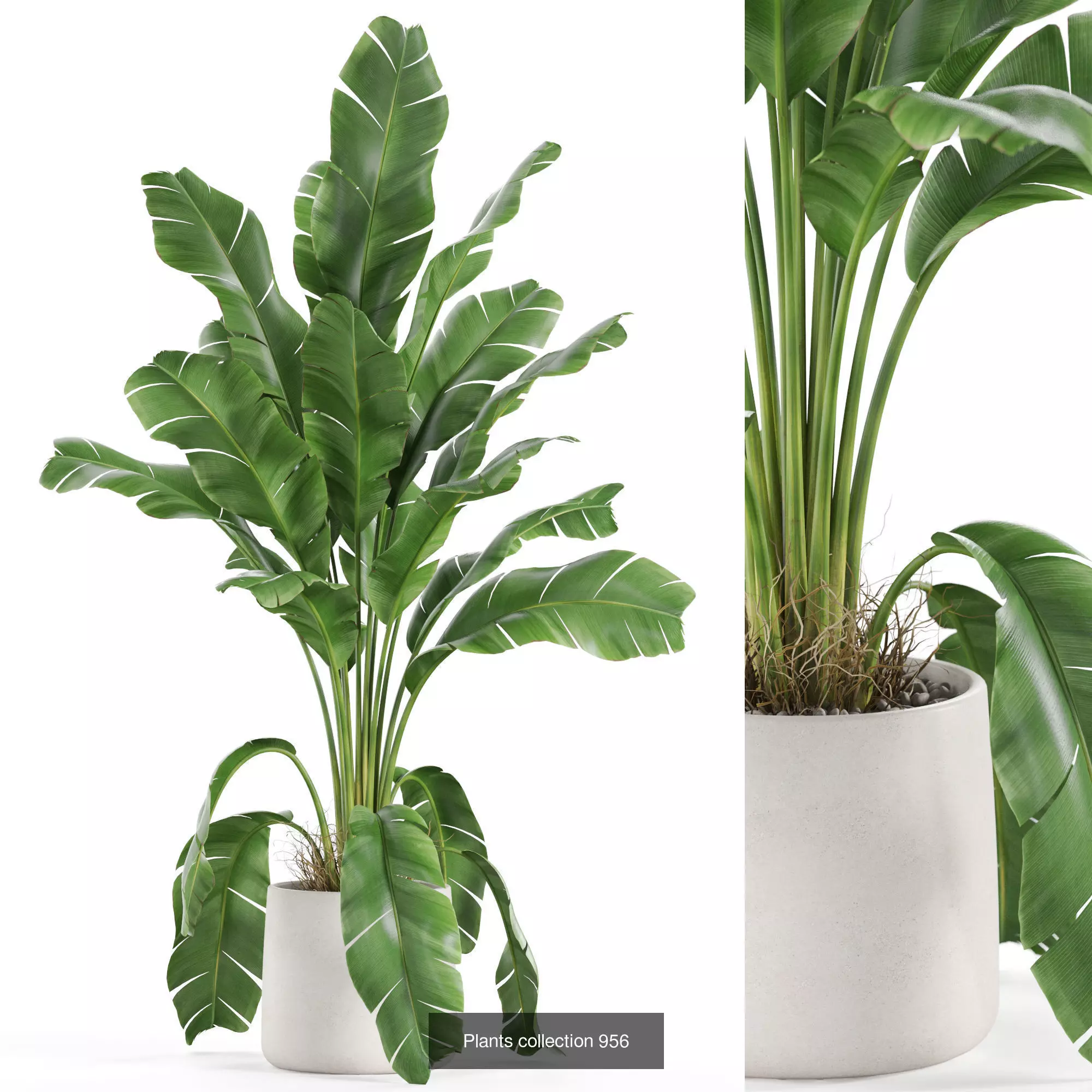 Plants collection vol 26 _10