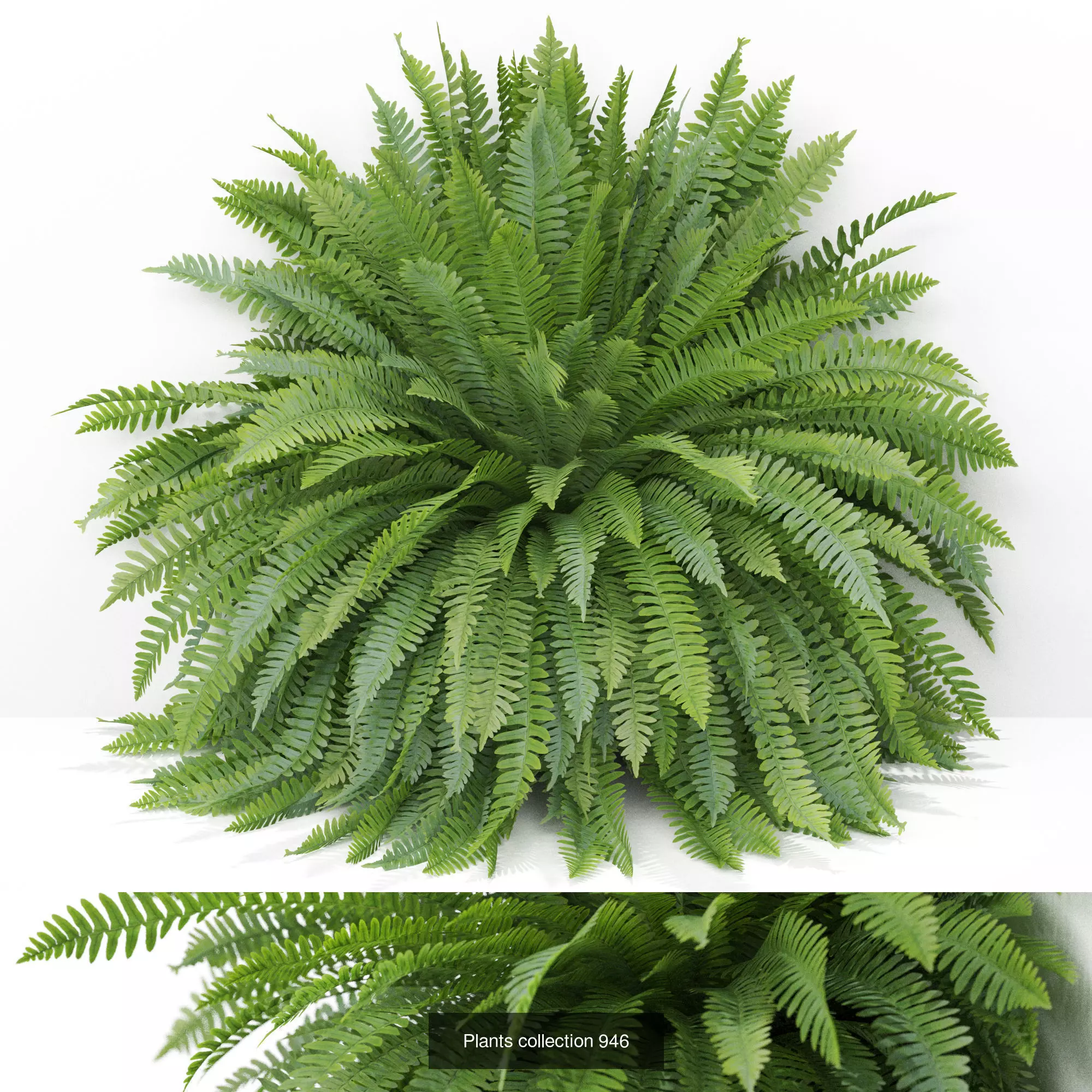 Plants collection vol 26 _4