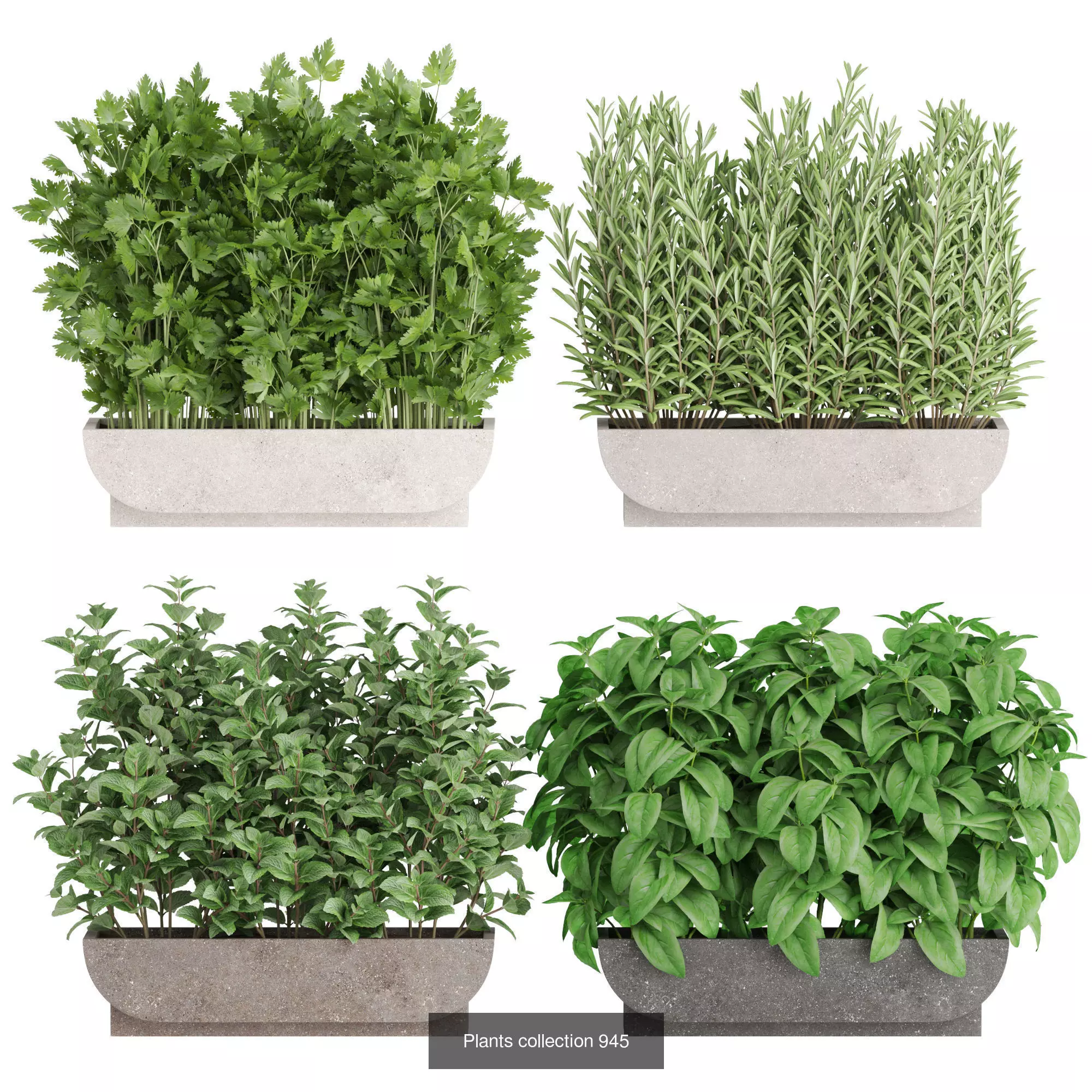 Plants collection vol 26 _3