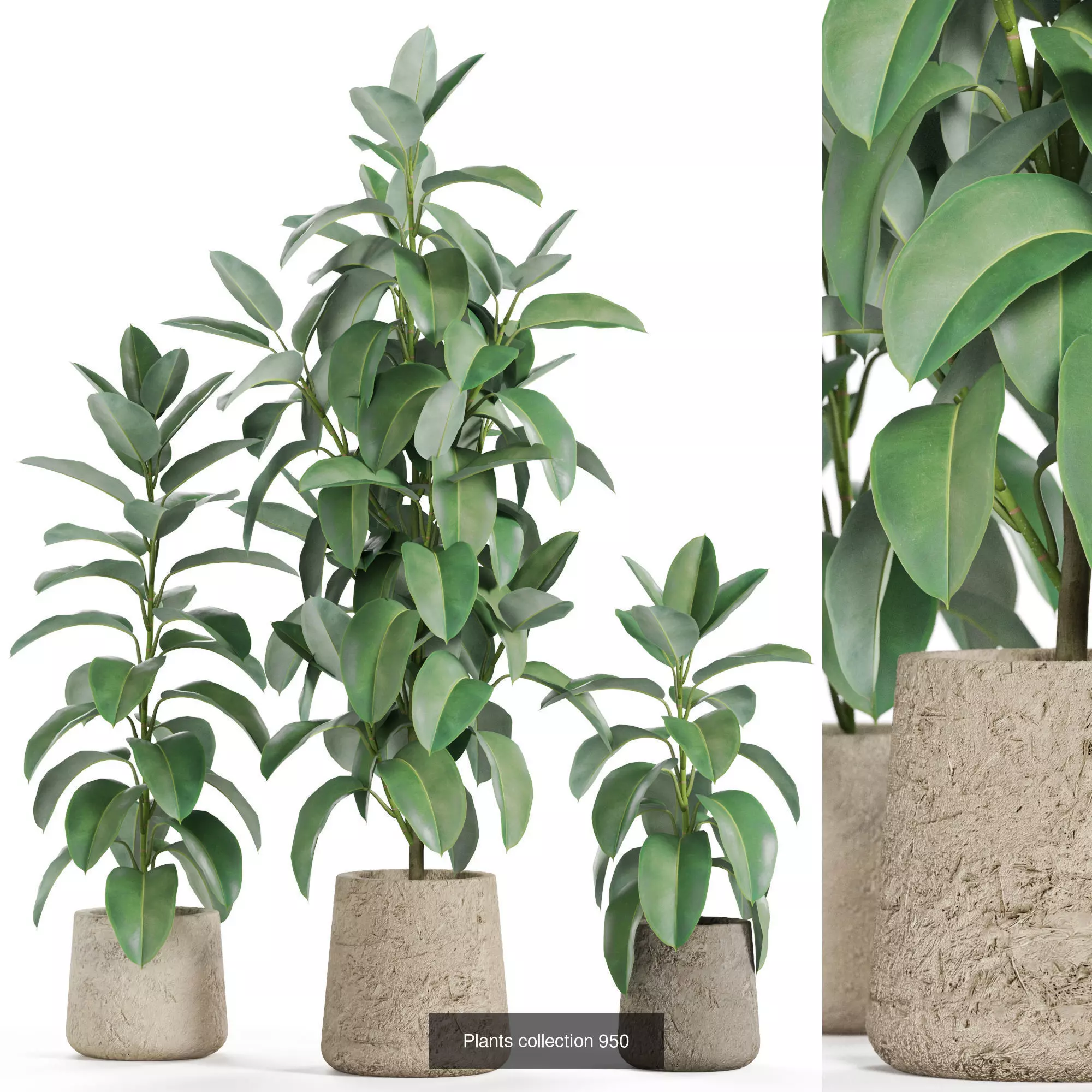 Plants collection vol 26 _7