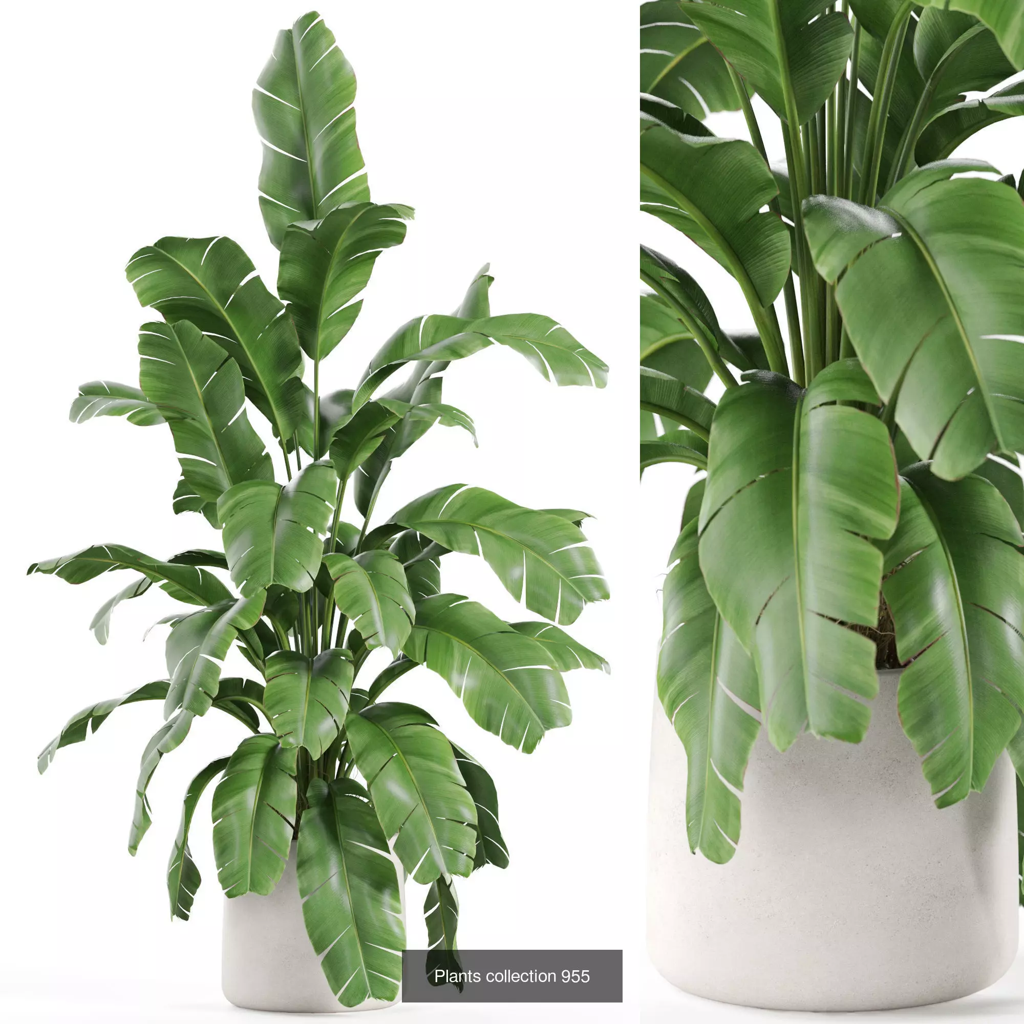 Plants collection vol 26 _9