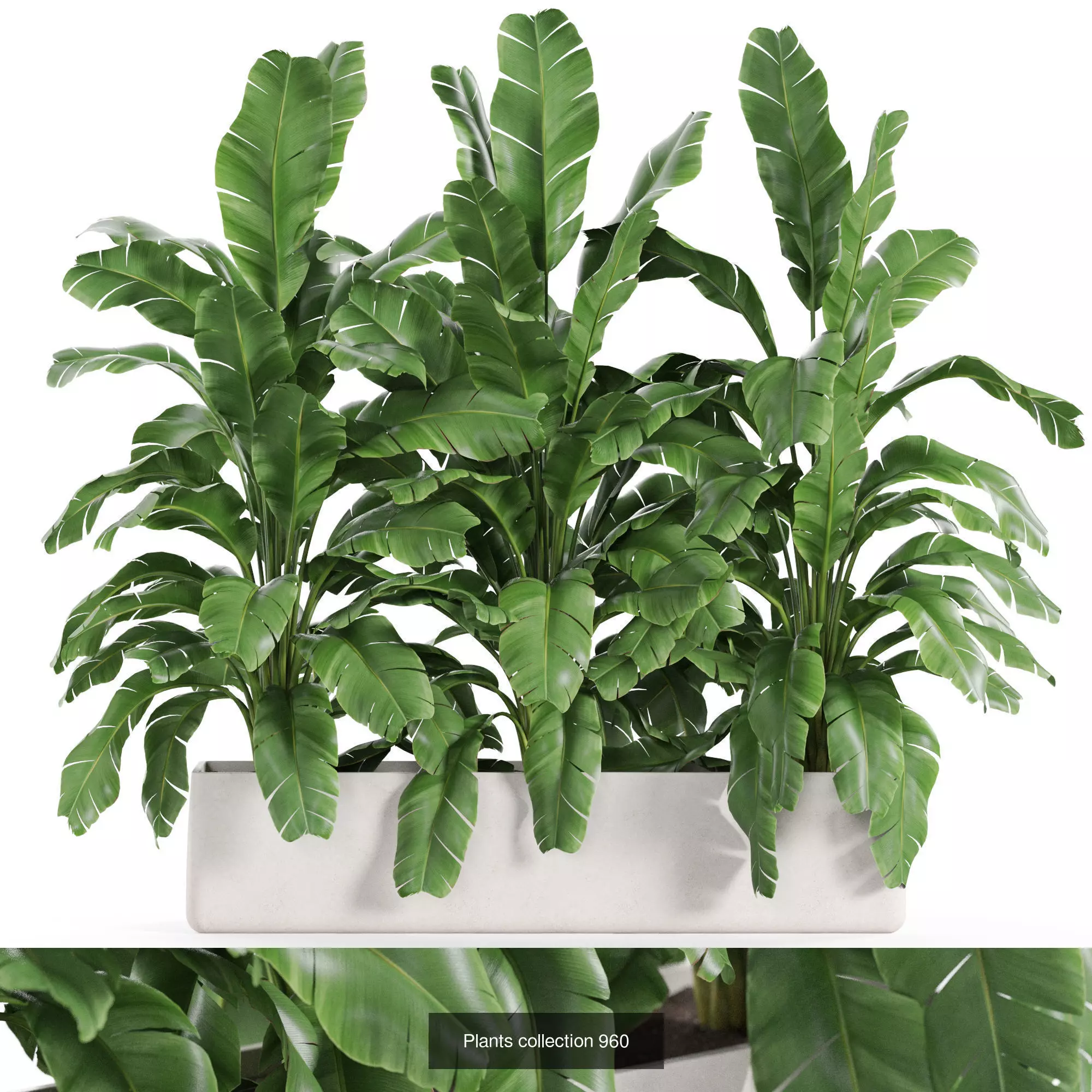 Plants collection vol 27 _8