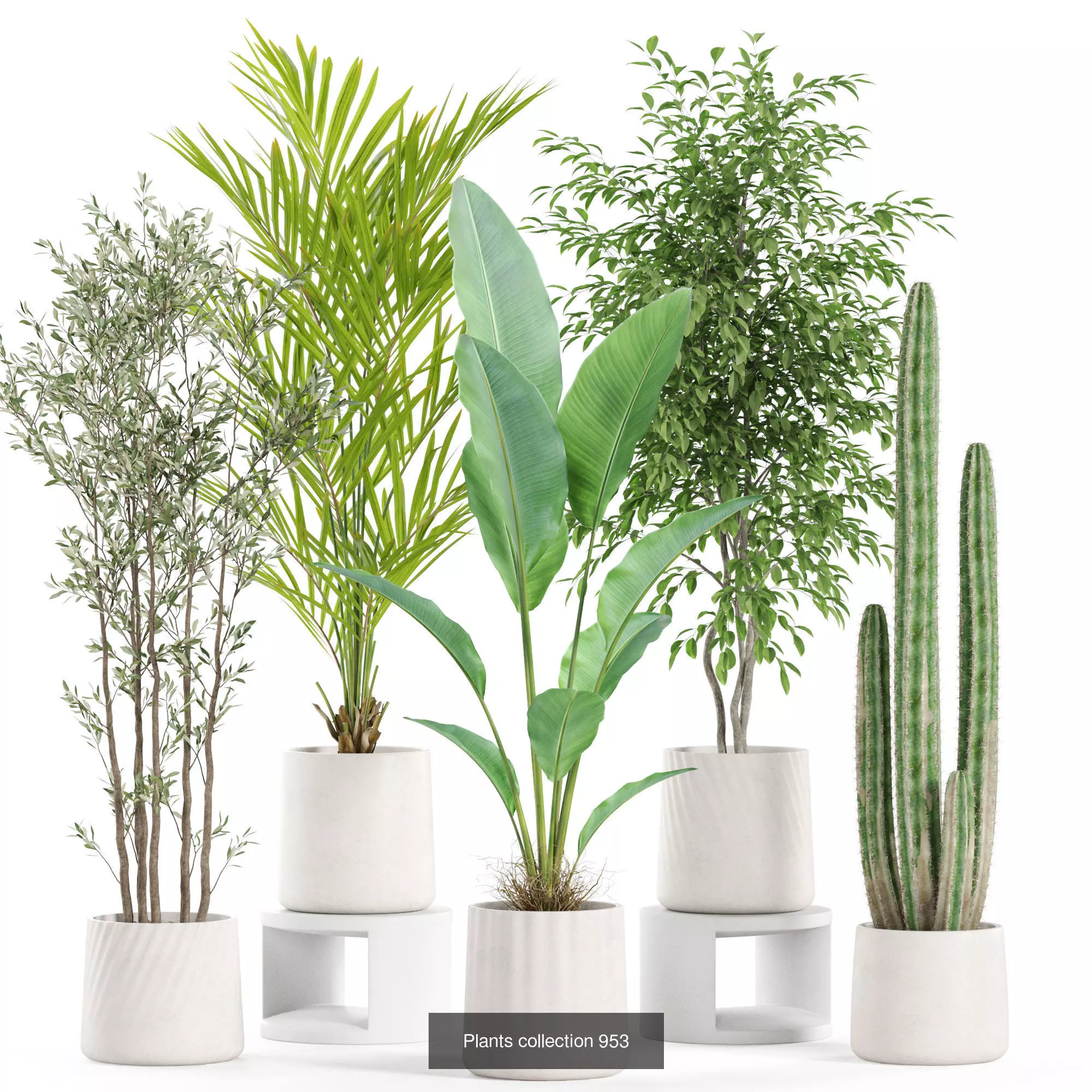 Plants collection vol 27 _5