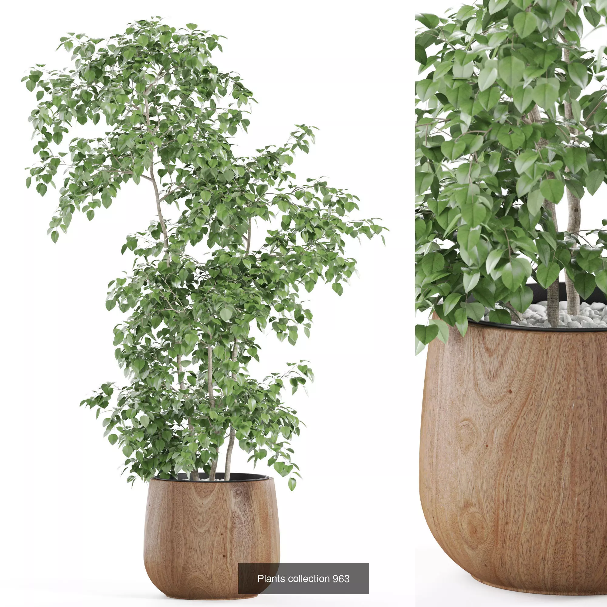 Plants collection vol 28 _3