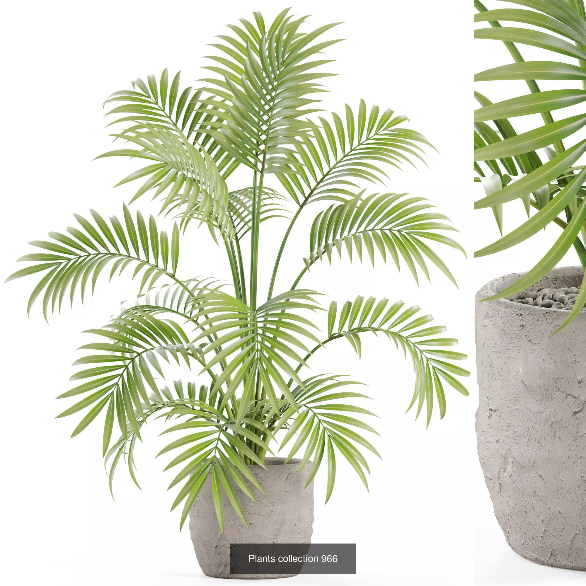 Plants collection vol 28 _6