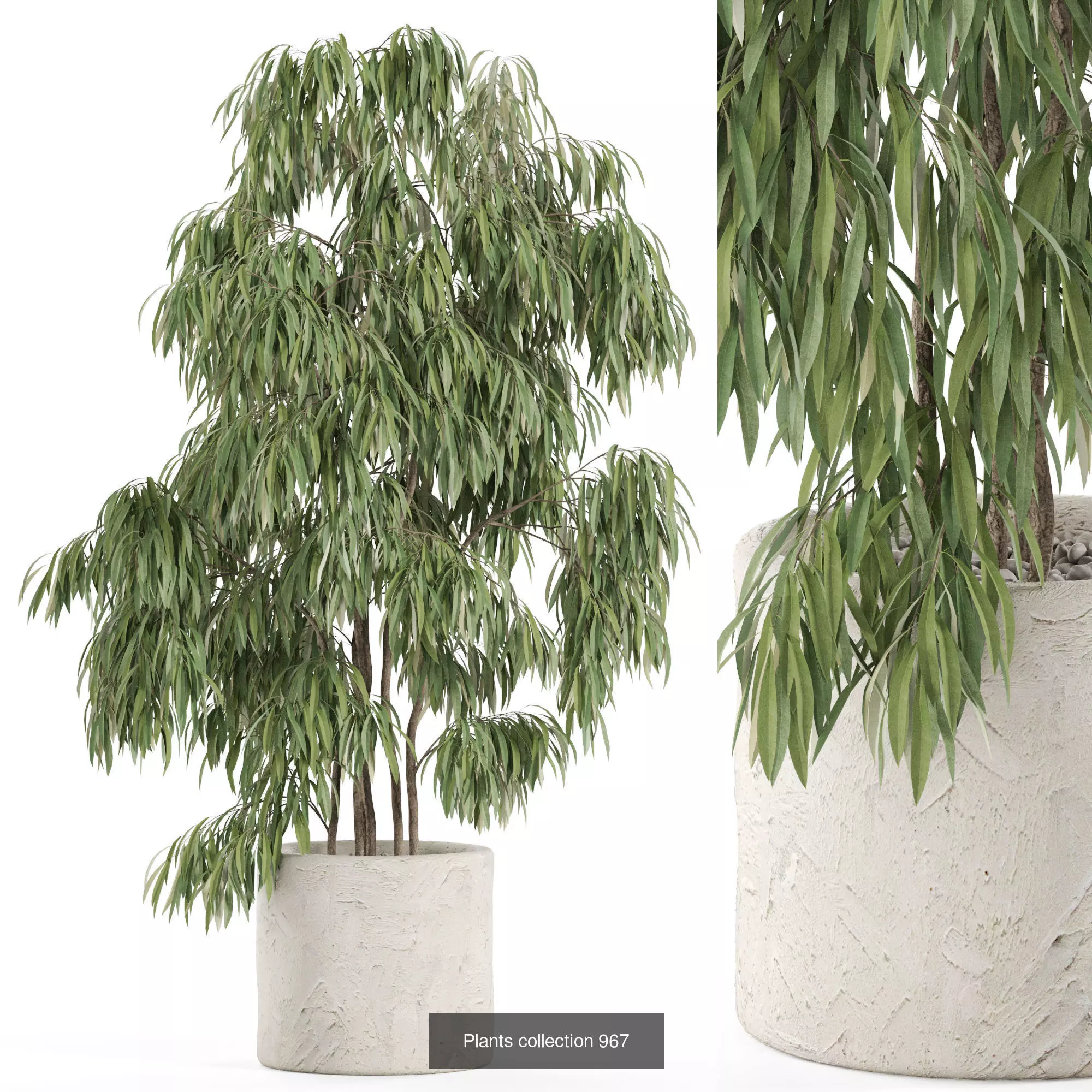 Plants collection vol 28 _7