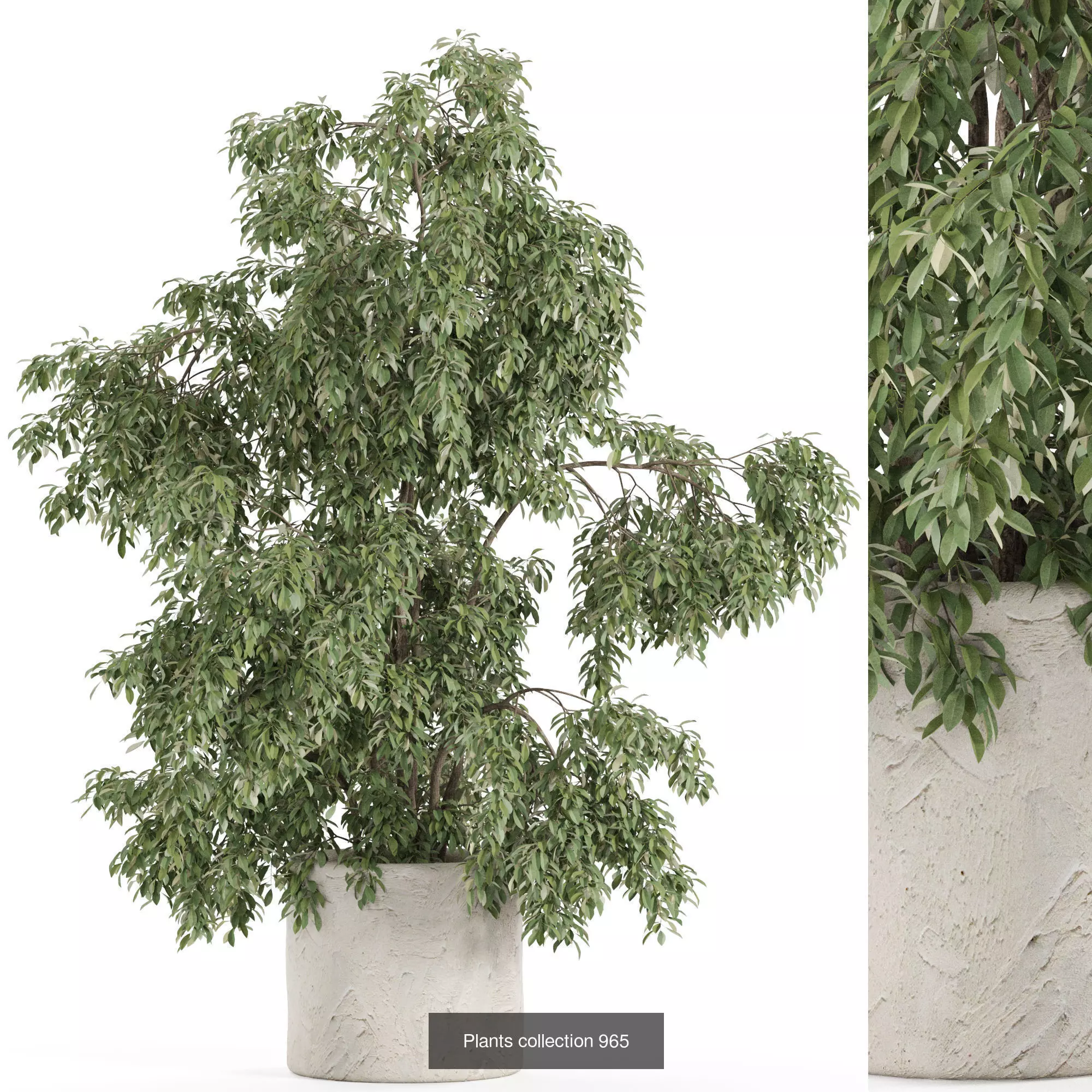 Plants collection vol 28 _5