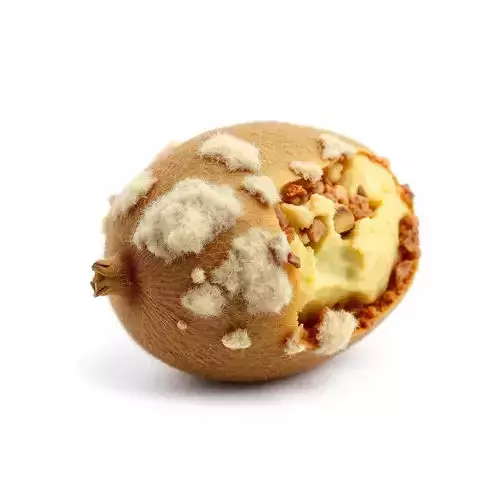 Rotten Kiwi Fruit with Mold Texture Model Pack