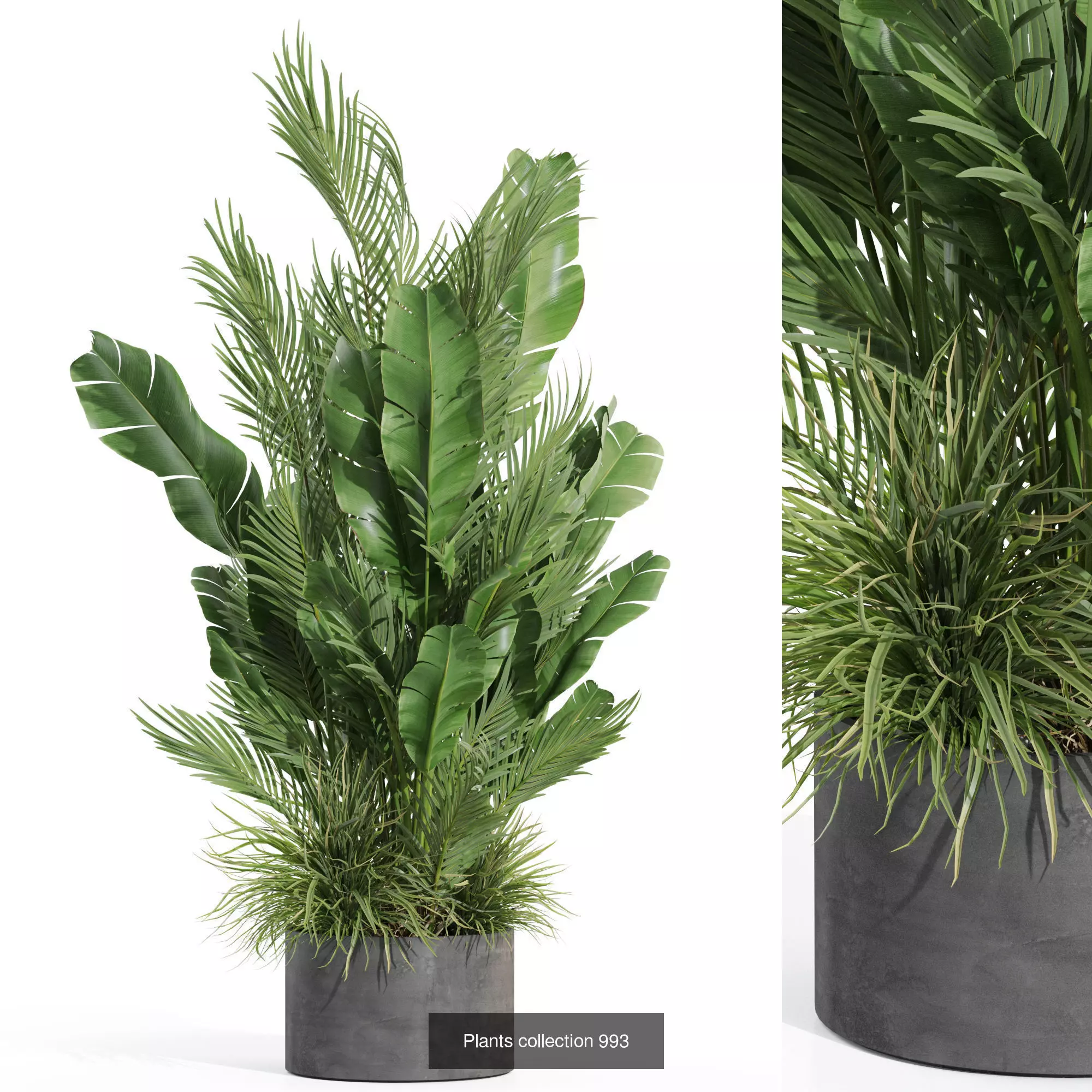 Plants collection vol 31 _2