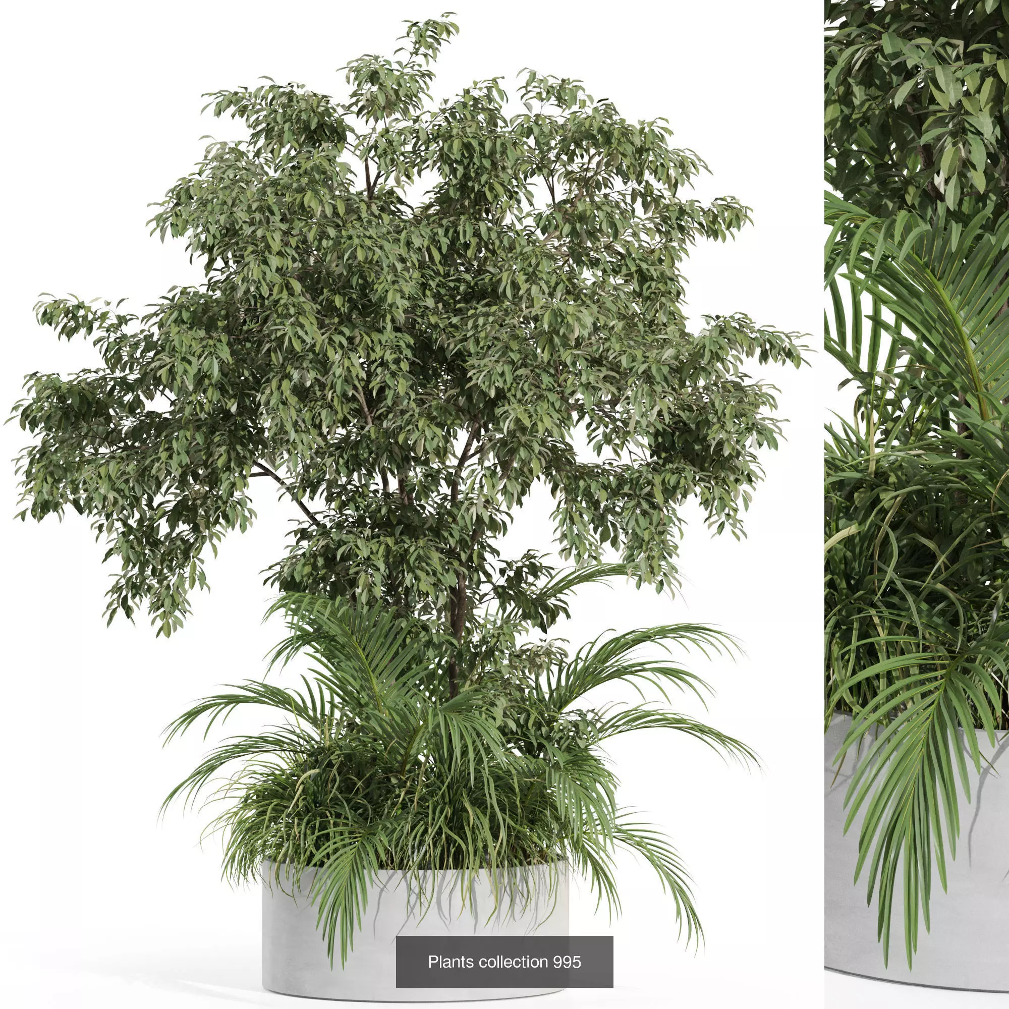 Plants collection vol 31 _4