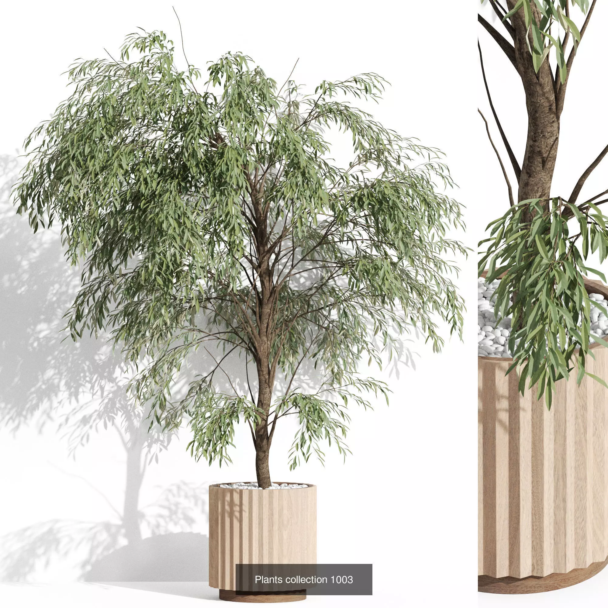 Plants collection vol 31 _10