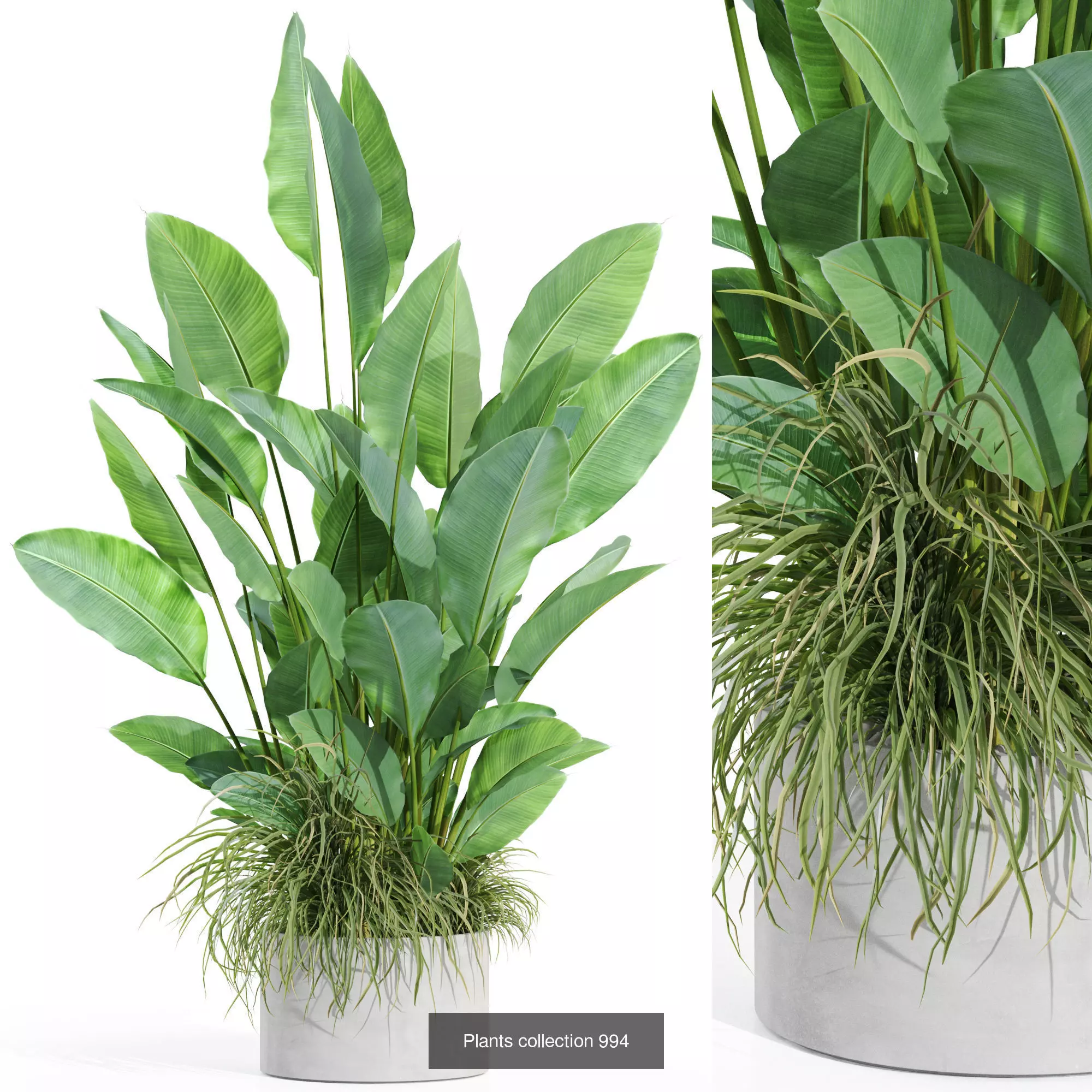 Plants collection vol 31 _3