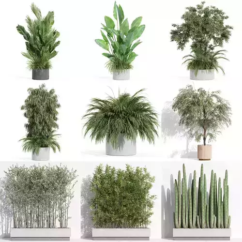 Plants collection vol 31 