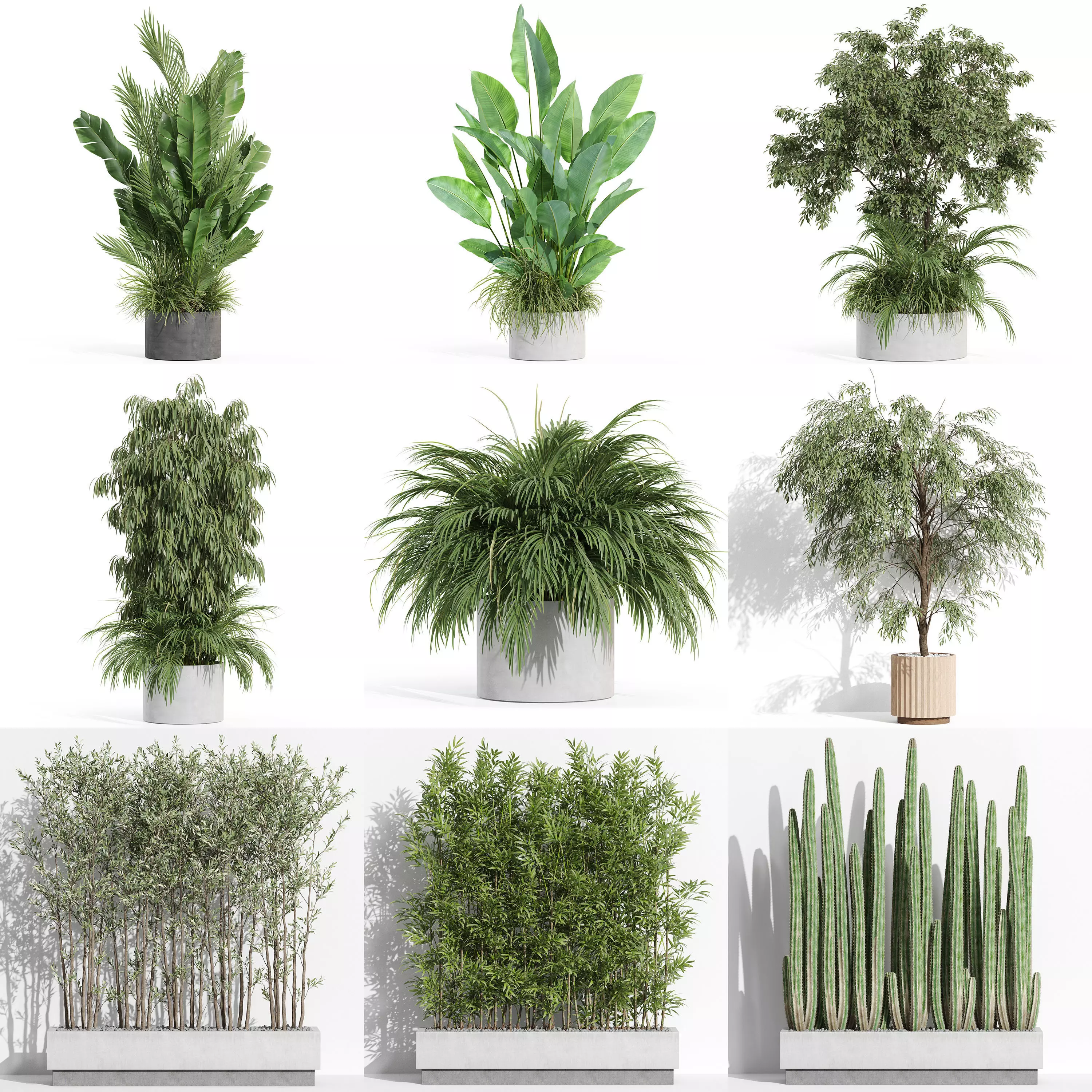 Plants collection vol 31 _0