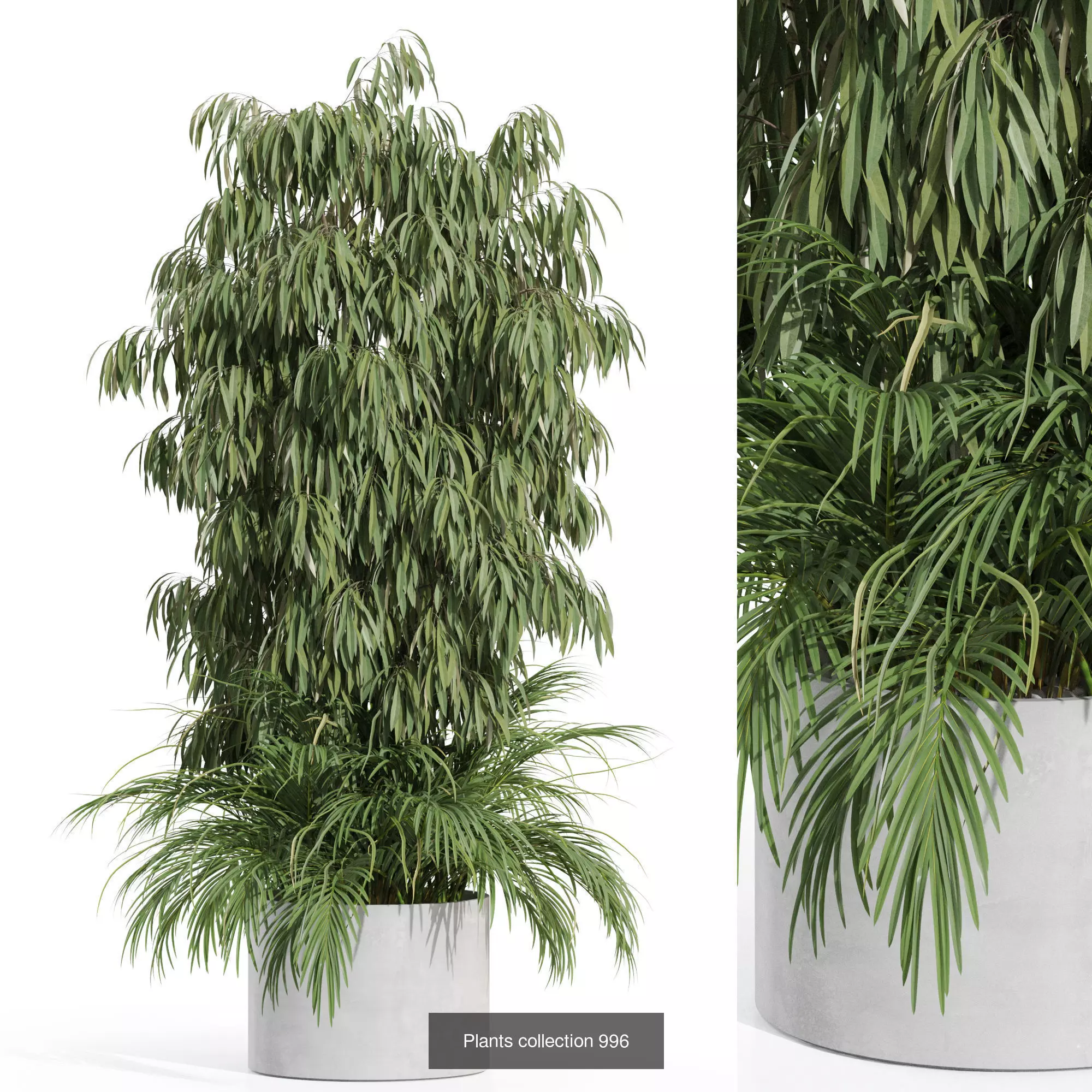 Plants collection vol 31 _5