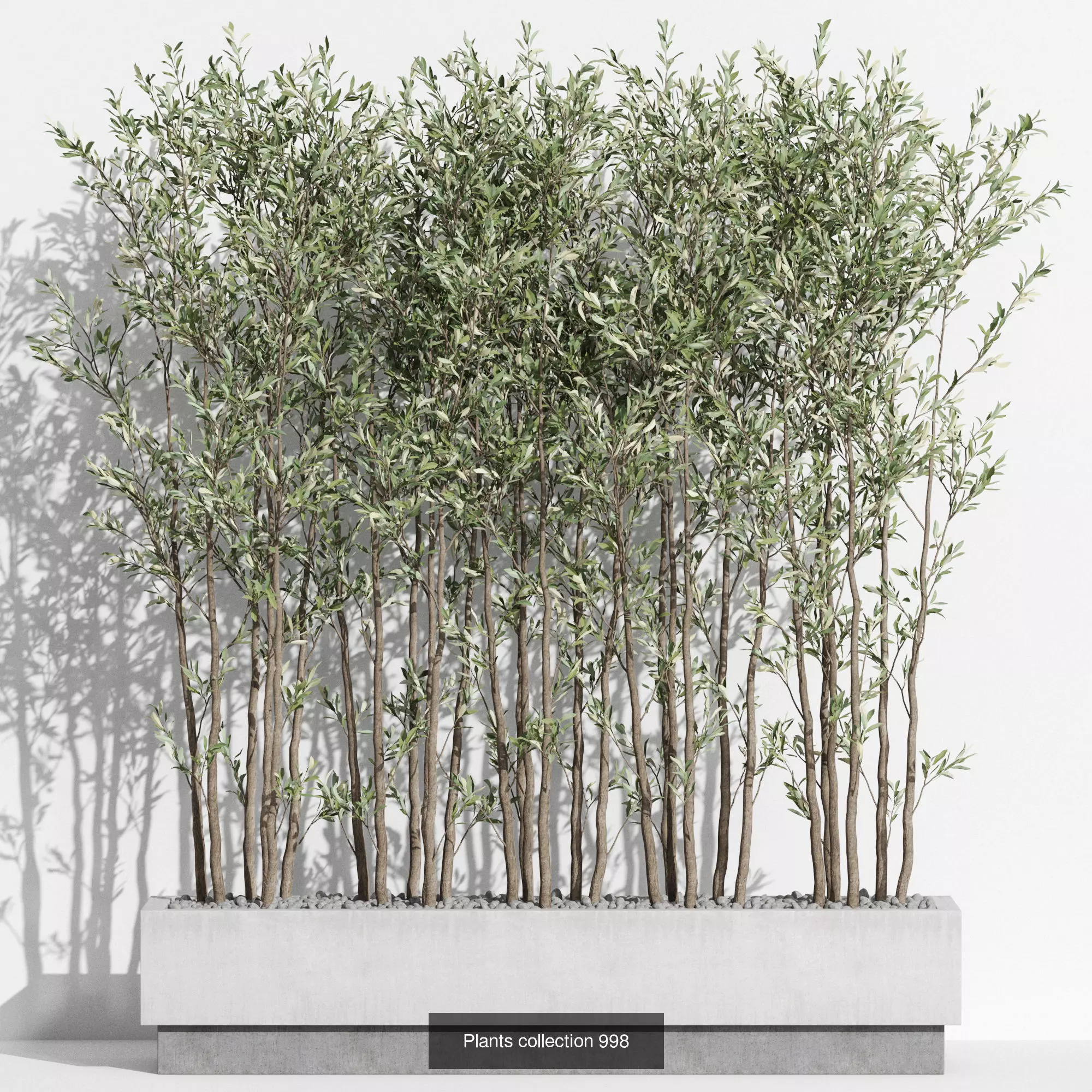 Plants collection vol 31 _7