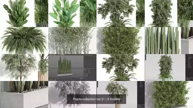 Plants collection vol 31