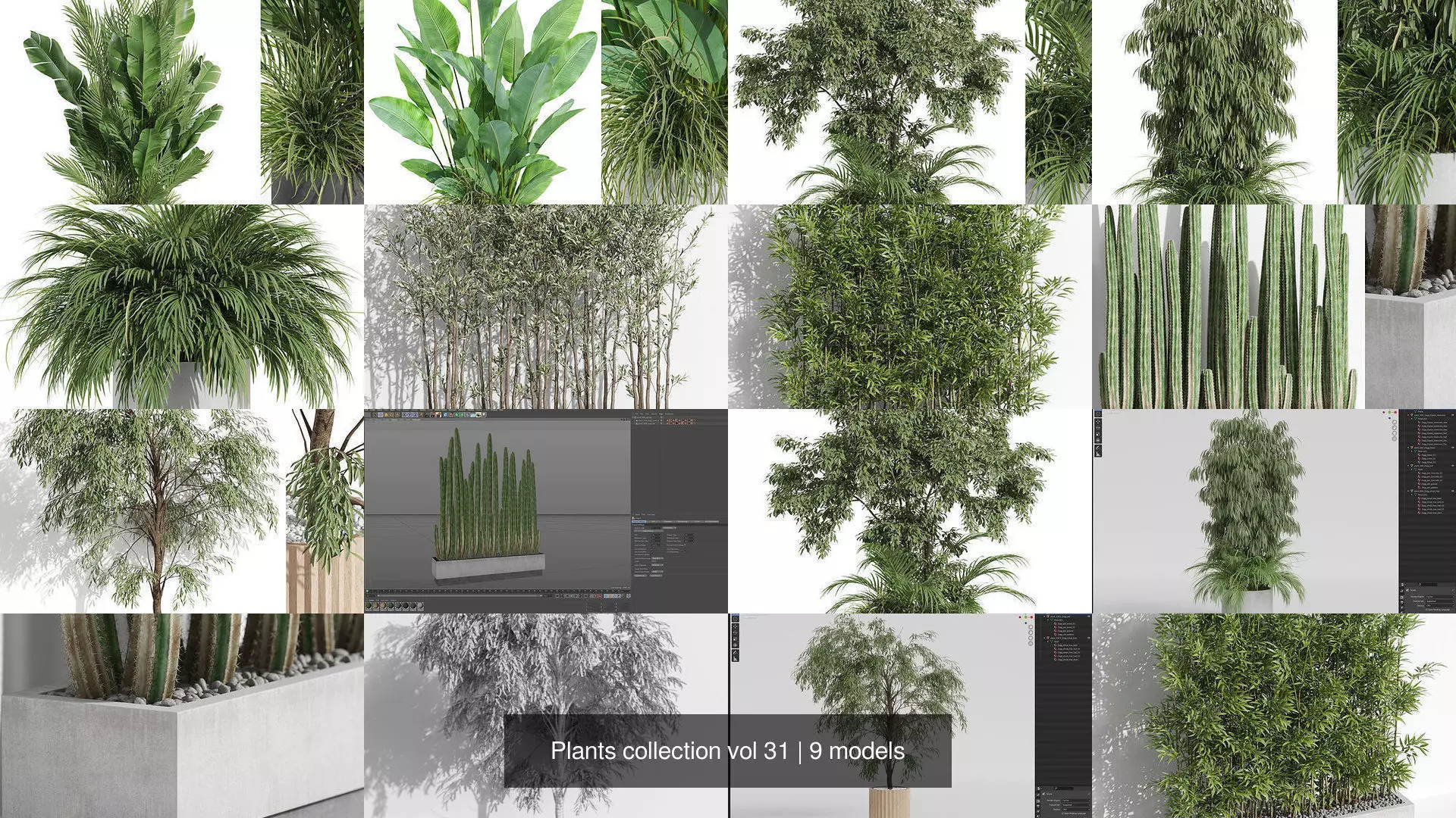 Plants collection vol 31 _1