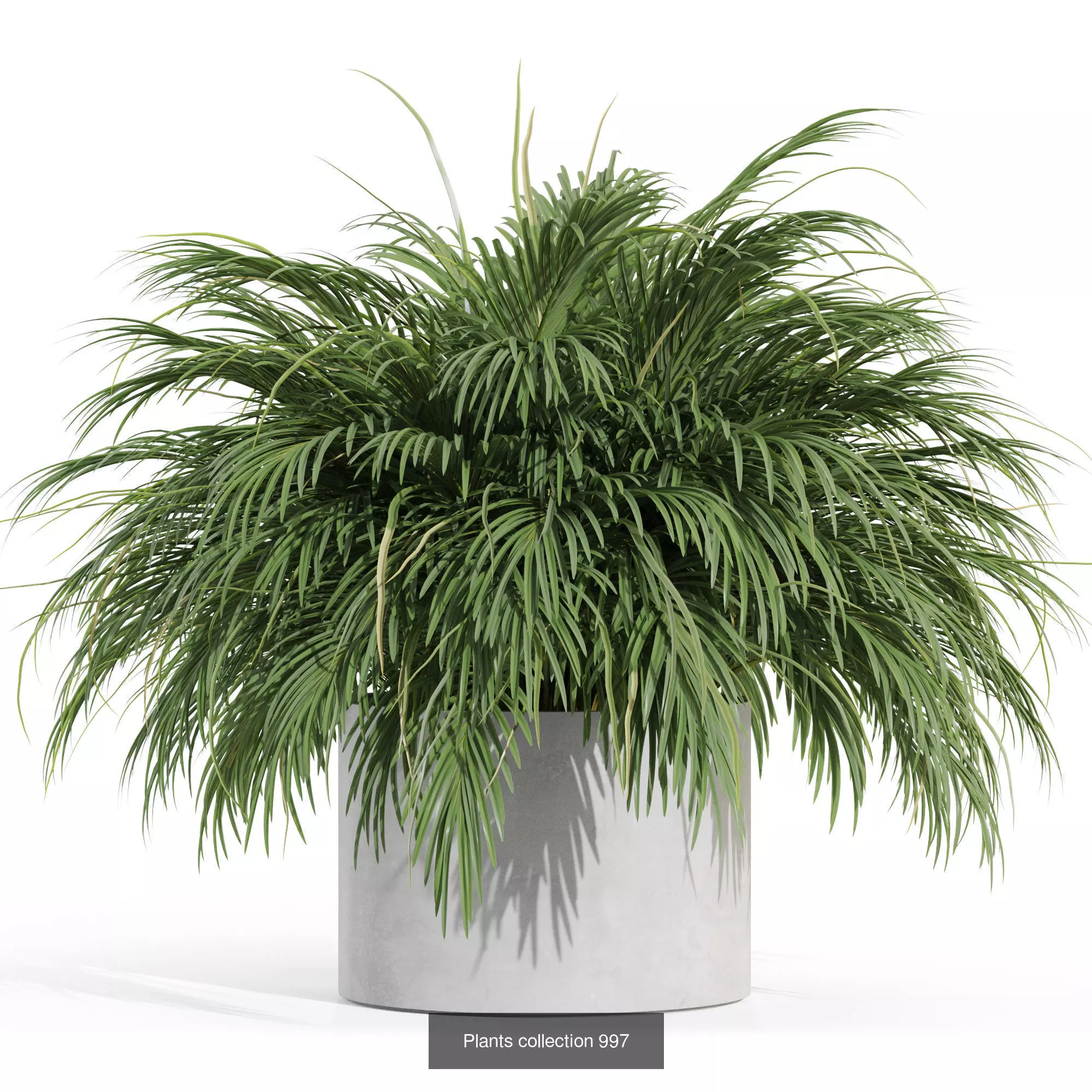 Plants collection vol 31 _6