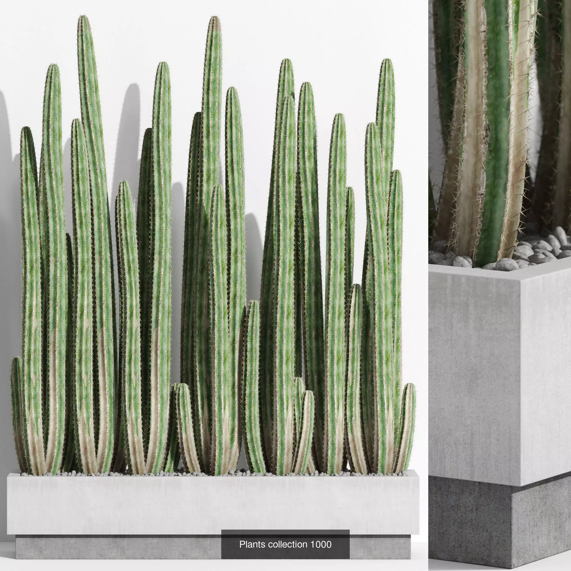 Plants collection vol 31 _9