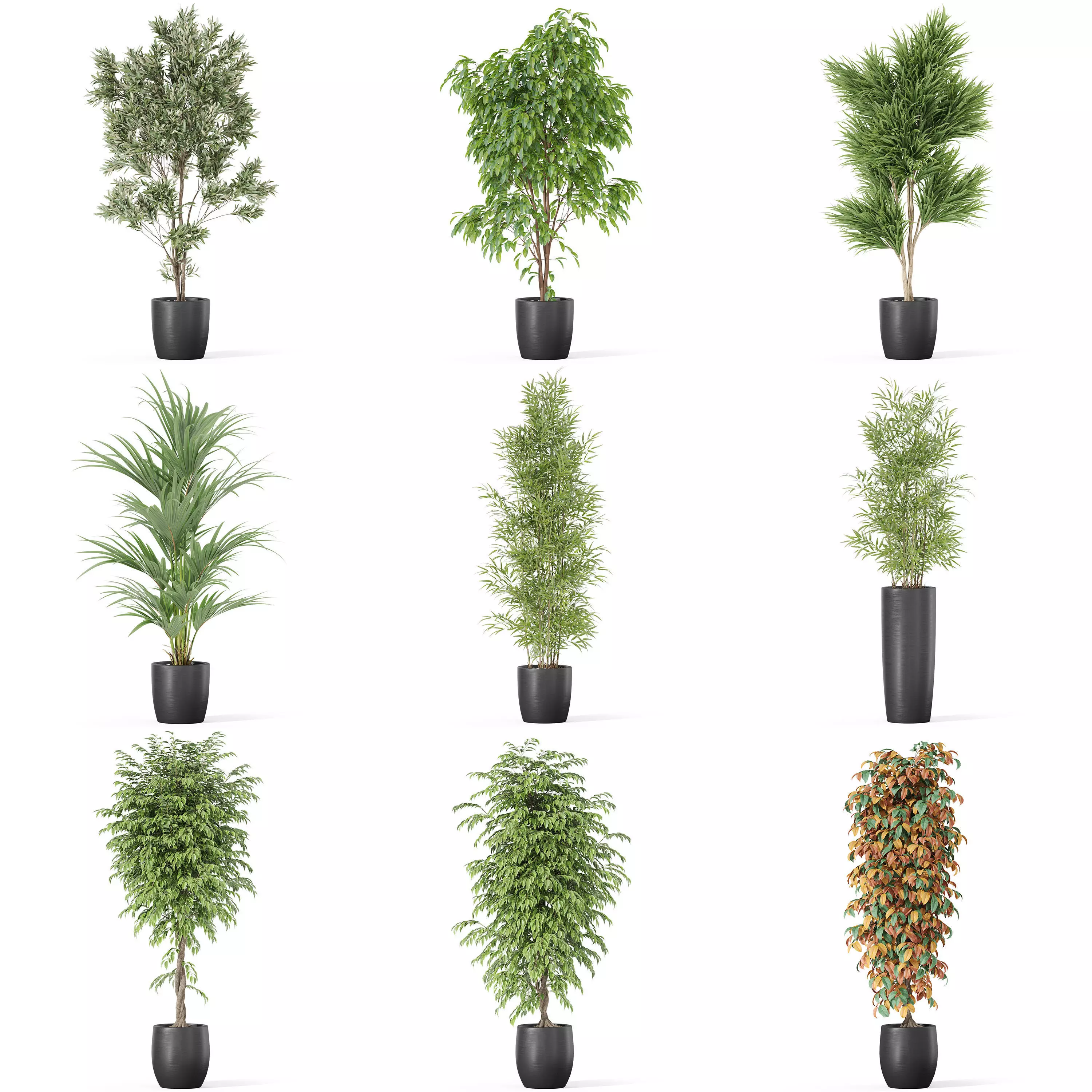 Plants collection vol 32 _0