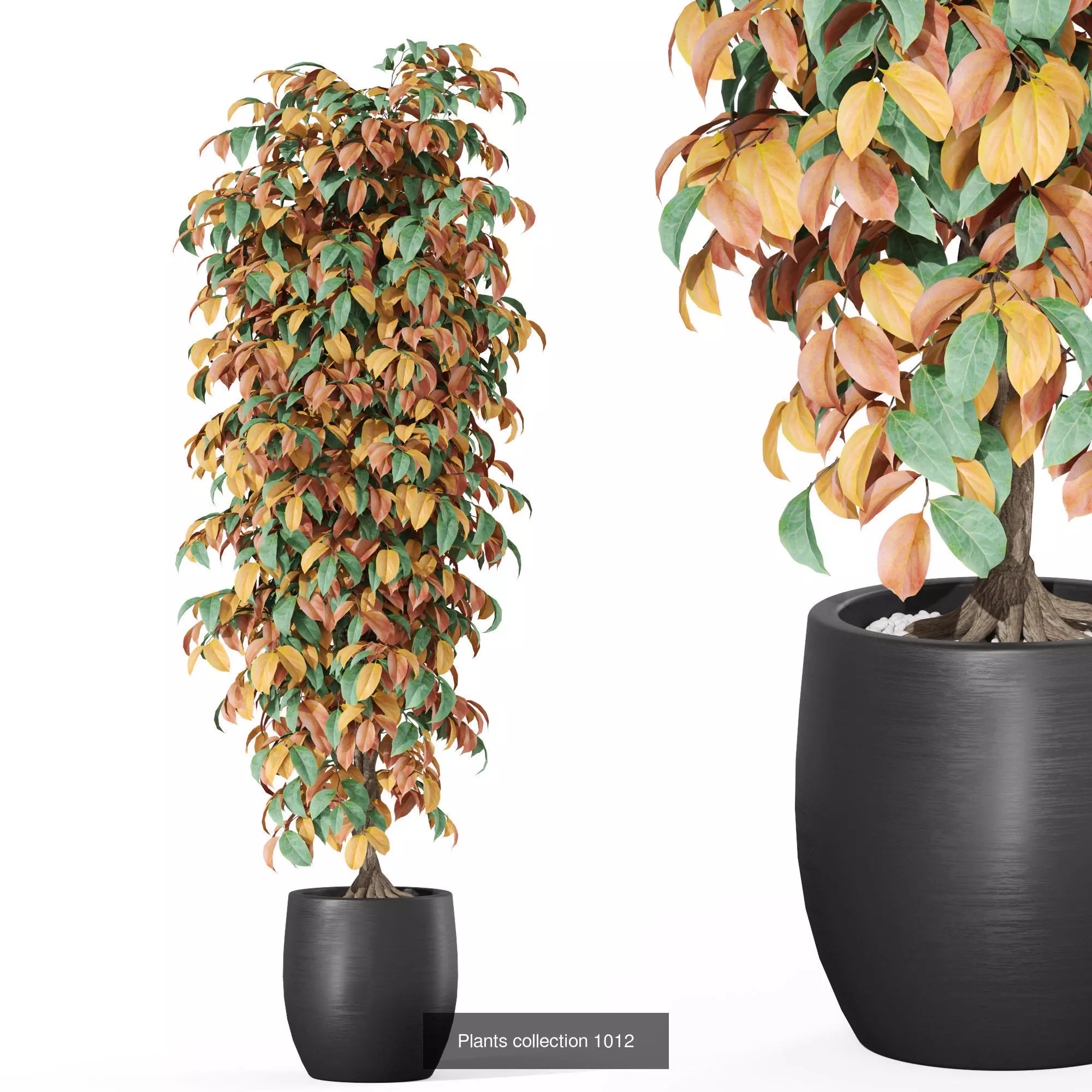 Plants collection vol 32 _10