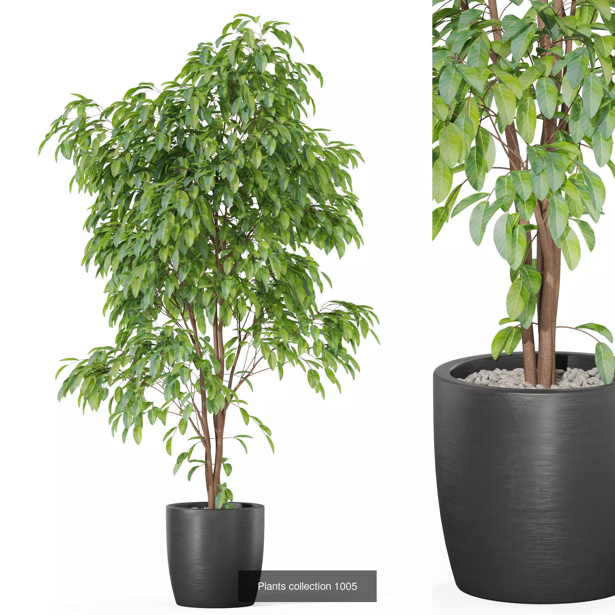 Plants collection vol 32 _3