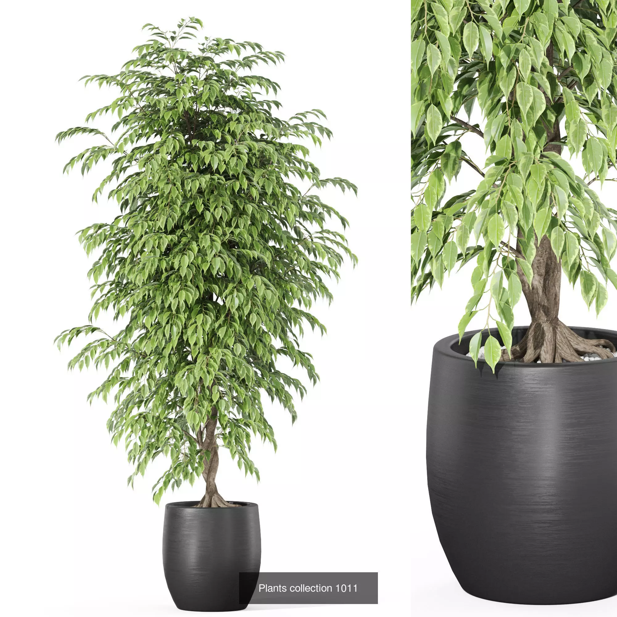 Plants collection vol 32 _9