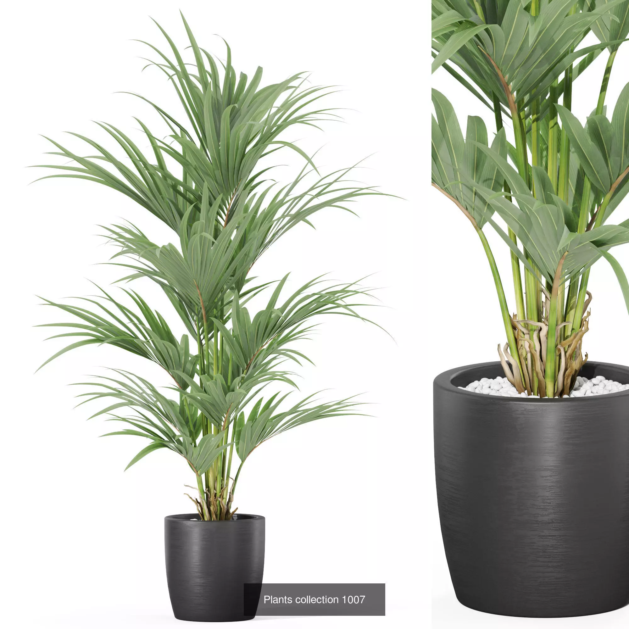 Plants collection vol 32 _5