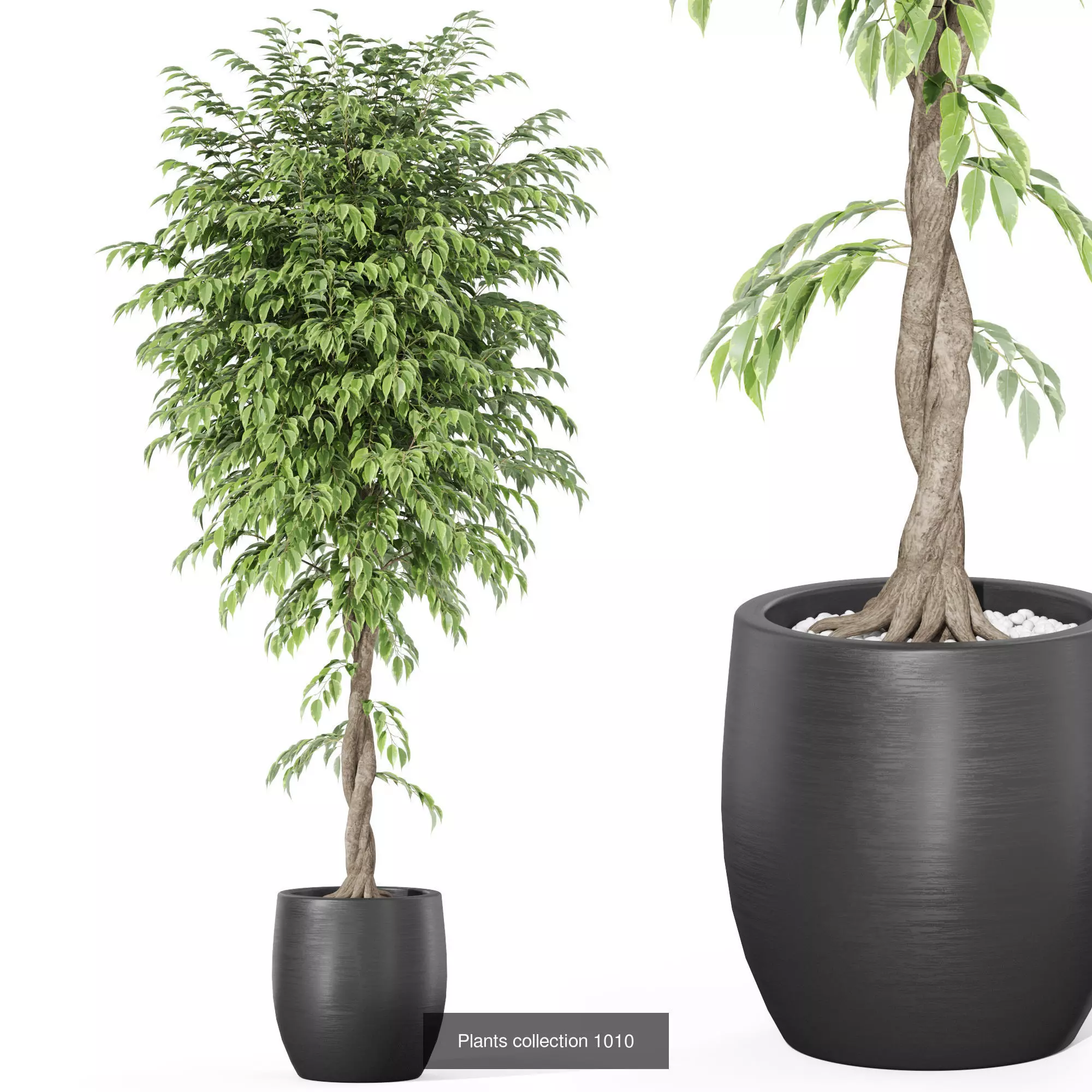 Plants collection vol 32 _8