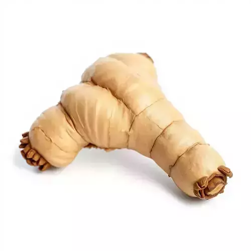 Ginger Root Model Pack with PBR Textures Low-poly 3D model