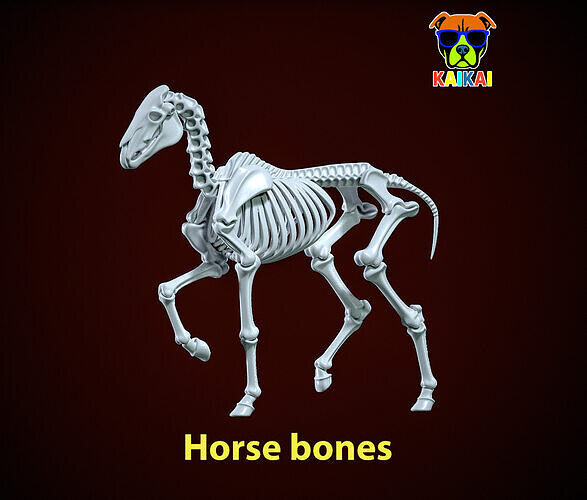 Horse Bones - Animal Bone Model - 3D print 3D print model