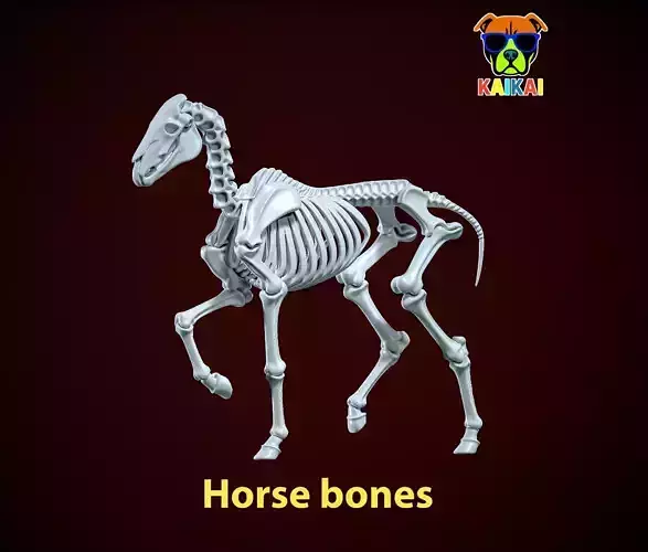 Horse Bones - Animal Bone Model - 3D print