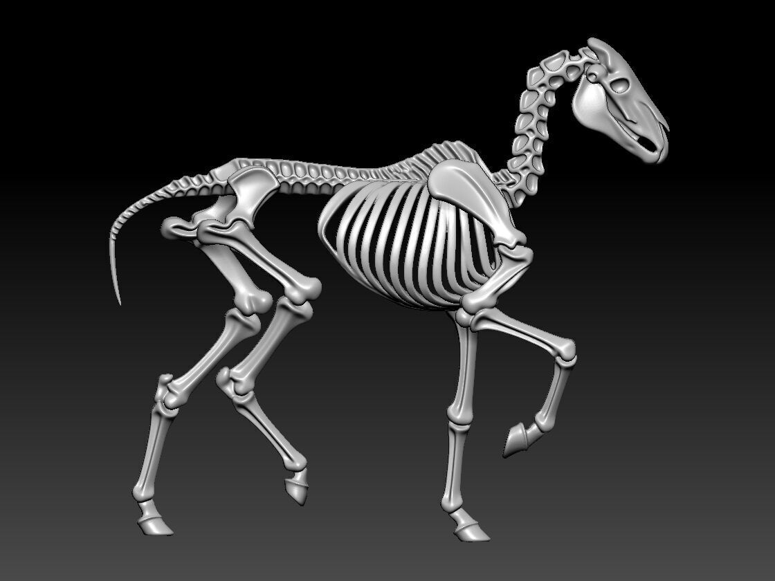 Horse Bones - Animal Bone Model - 3D print 3D print model_2