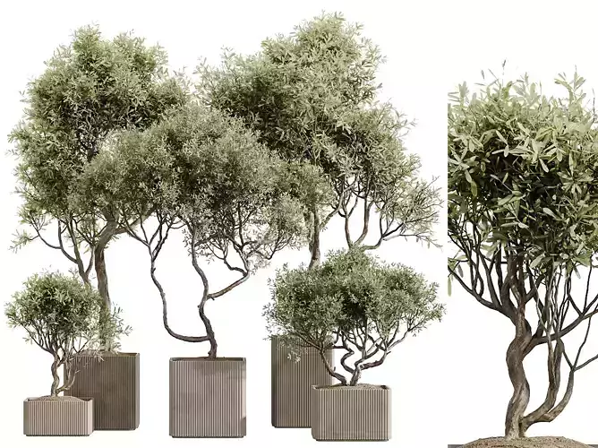 AV Indoor Plants Set 227 Mission Kalamata Arbequina Olive