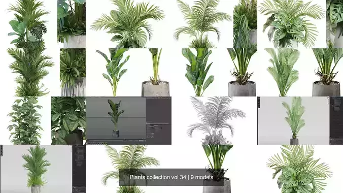 Plants collection vol 34