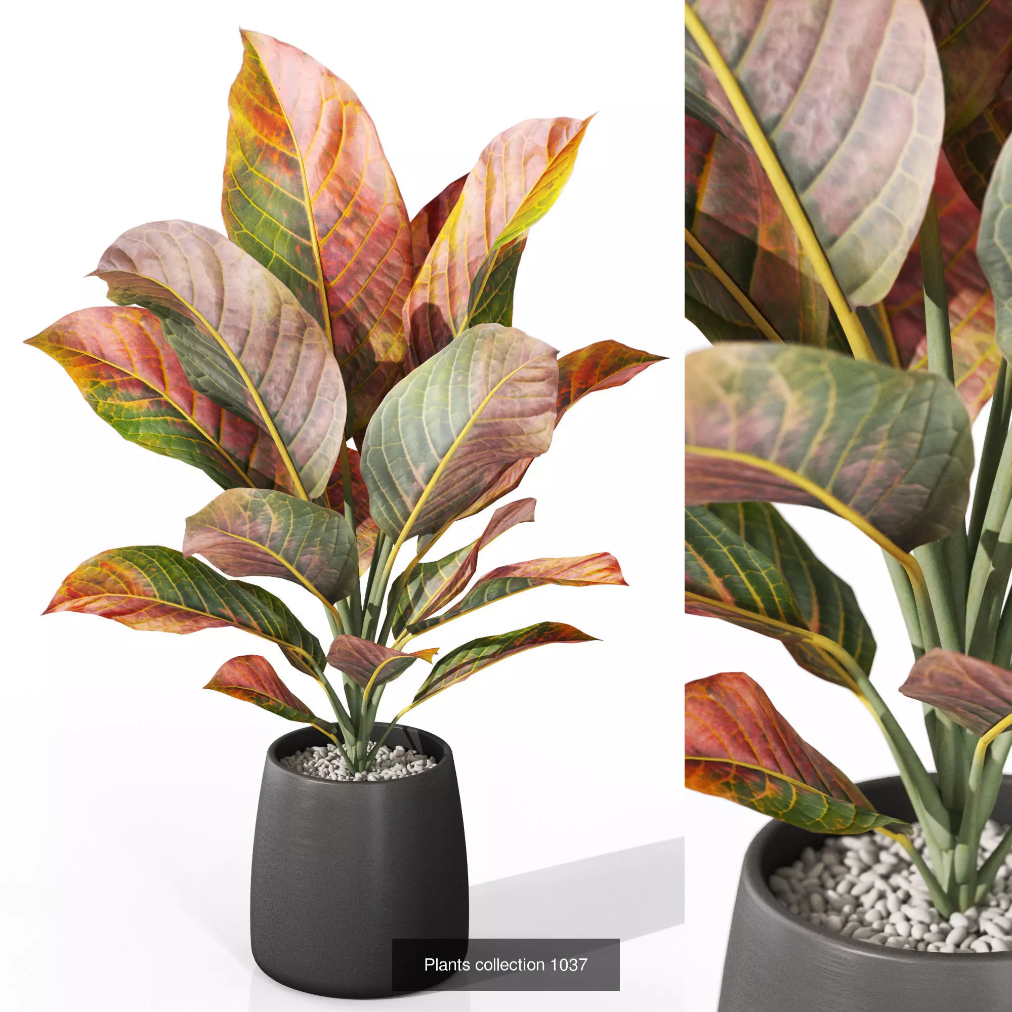 Plants collection vol 35 _8